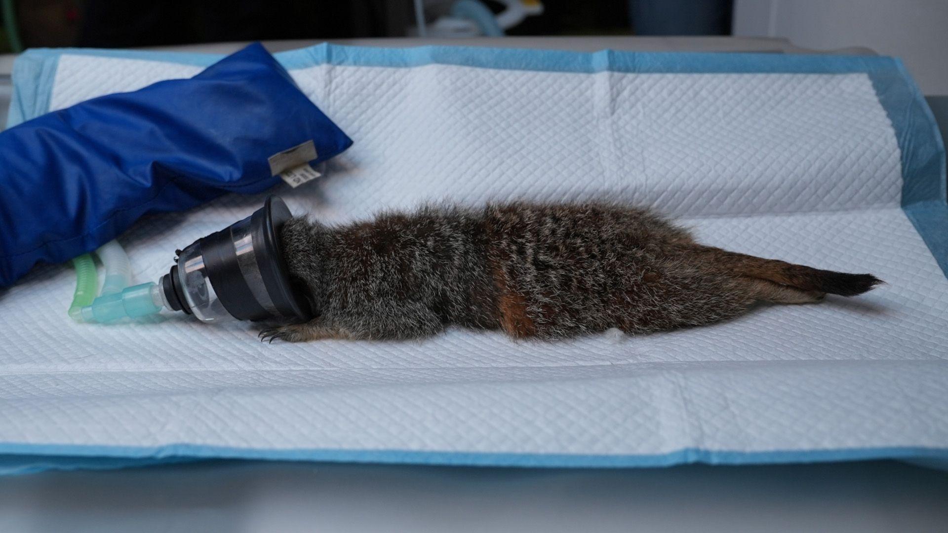 A meerkat with its head in a mask, lying on its front on a mat ready to go in a CT scanner.