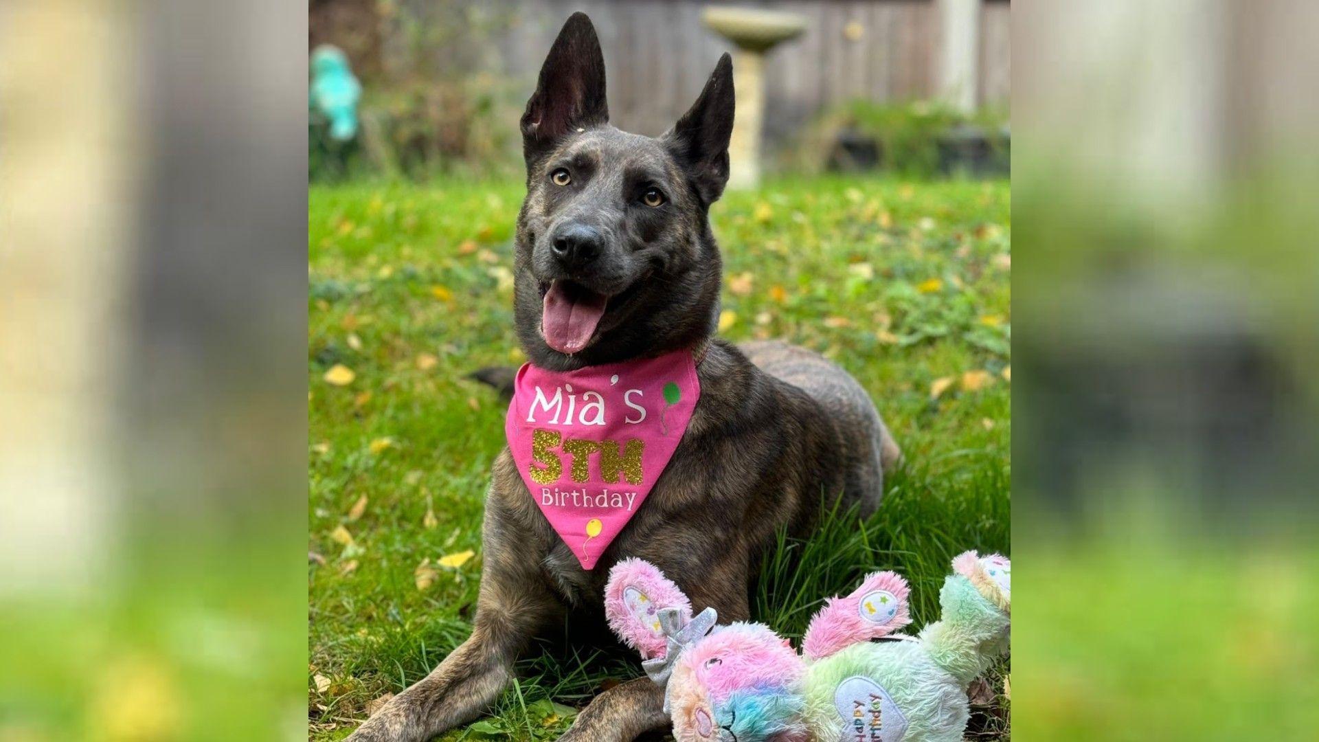 A Dutch shepherd in a pink neckerchief bearing the words 'Mia's 5th birthday' is picture lying in the grass. She has her tongue out and looking at the camera. A pastel-coloured toy rabbit lies to her right.