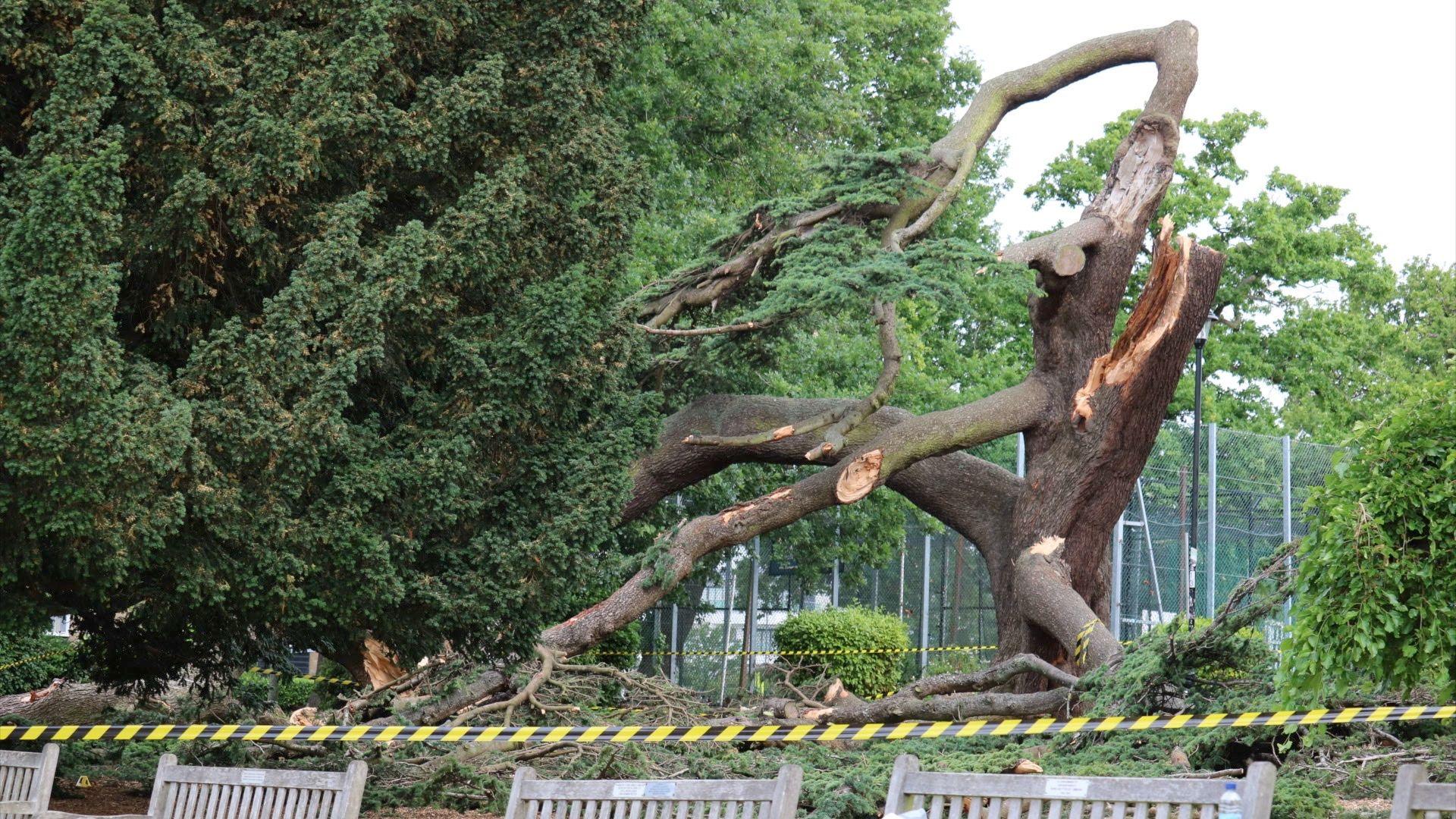 The tree is still partly standing but some branches have fallen off. Its trunk is dark and thick. There are tennis court fences behind it and a series of wooden memorial benches in the foreground.