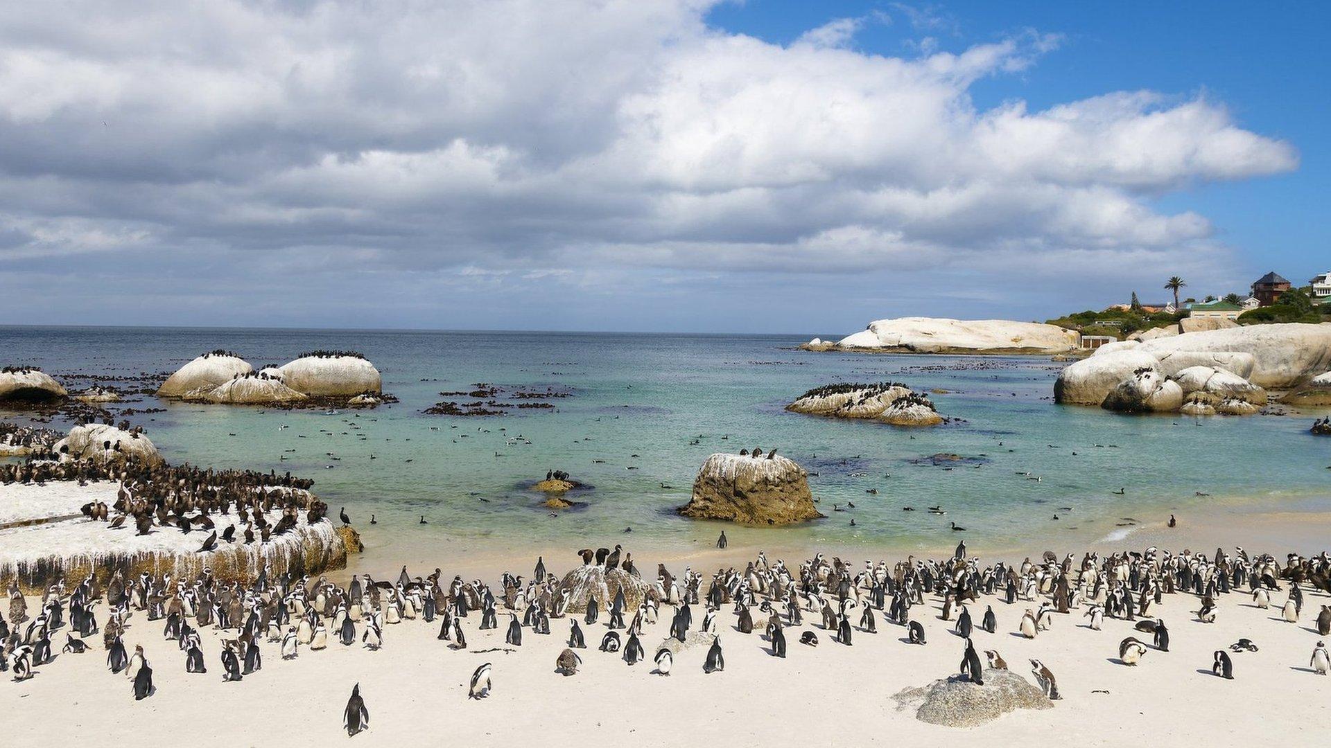 Cape penguins