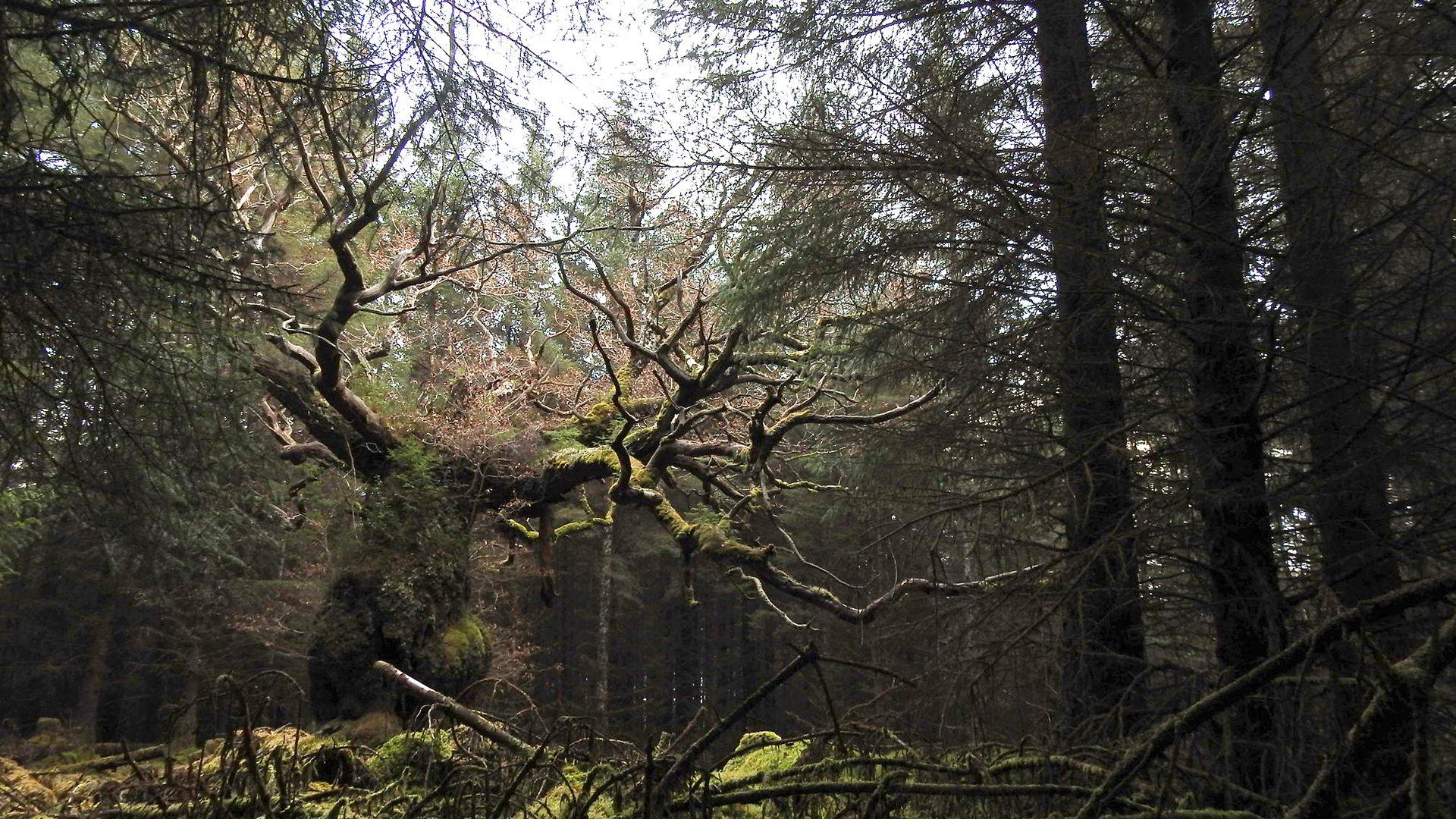 A dramatic tree in a shady forest with spiky looking branches