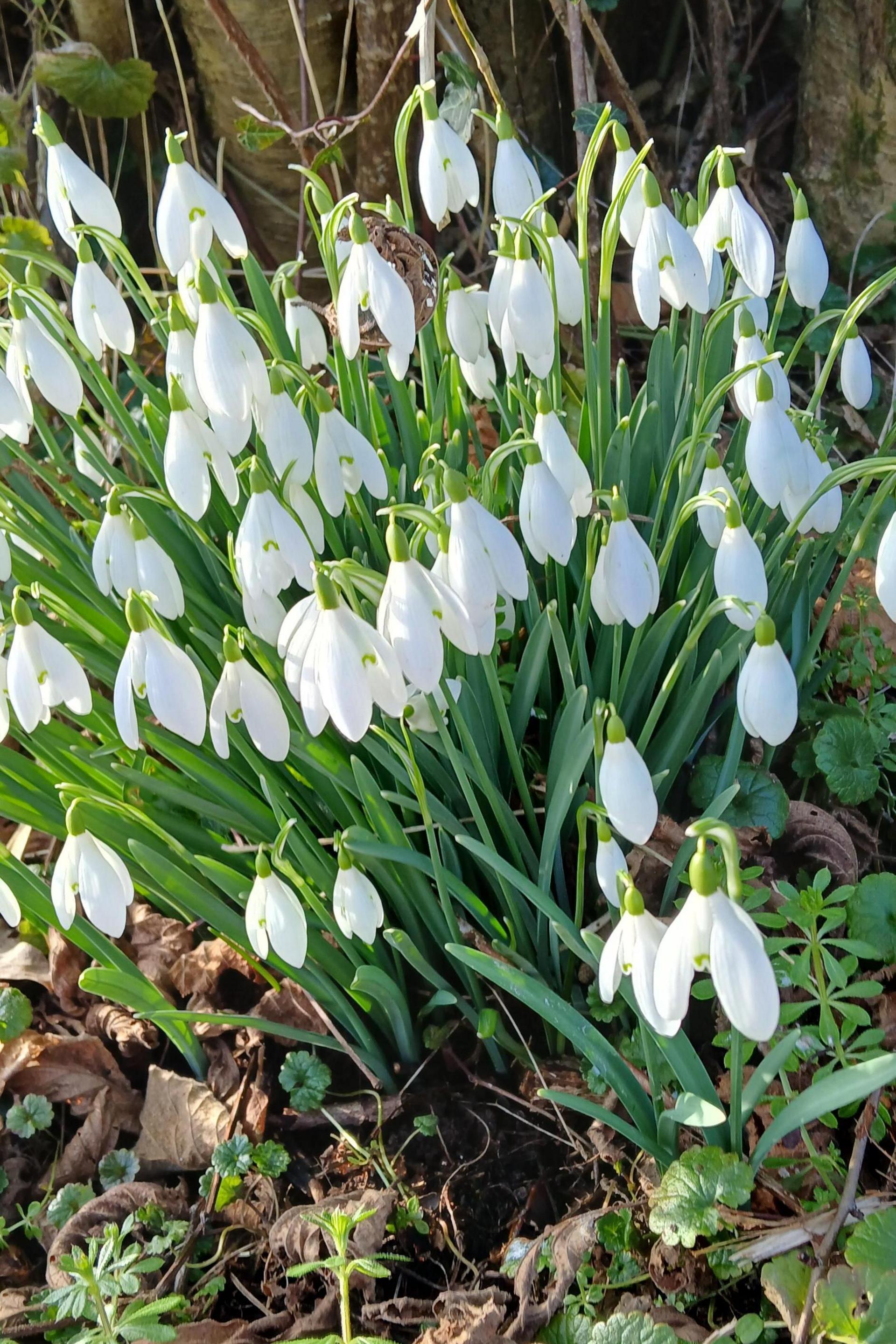 A cluster of dropped white flower heads with green stems, bursting from the earth at the foot of a tree.