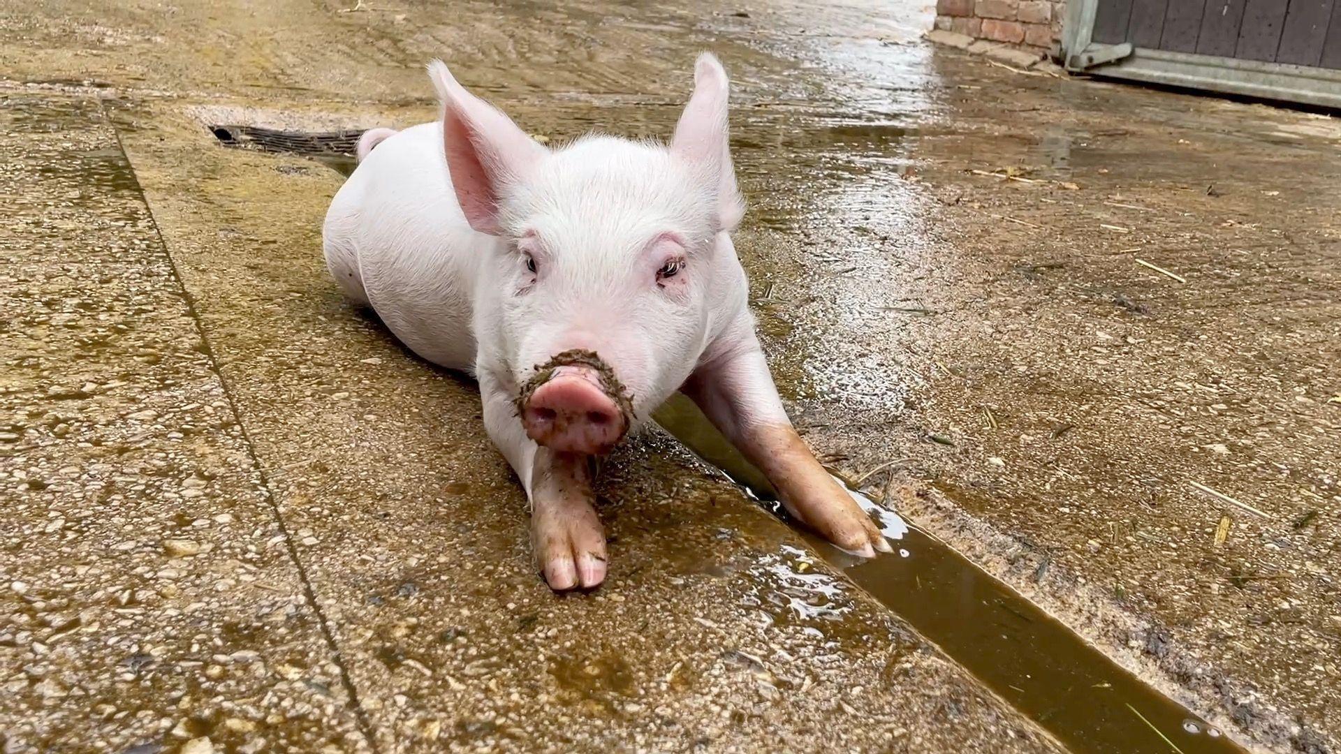 Felicity the piglet sitting down and looking at the camera with mud around her snout