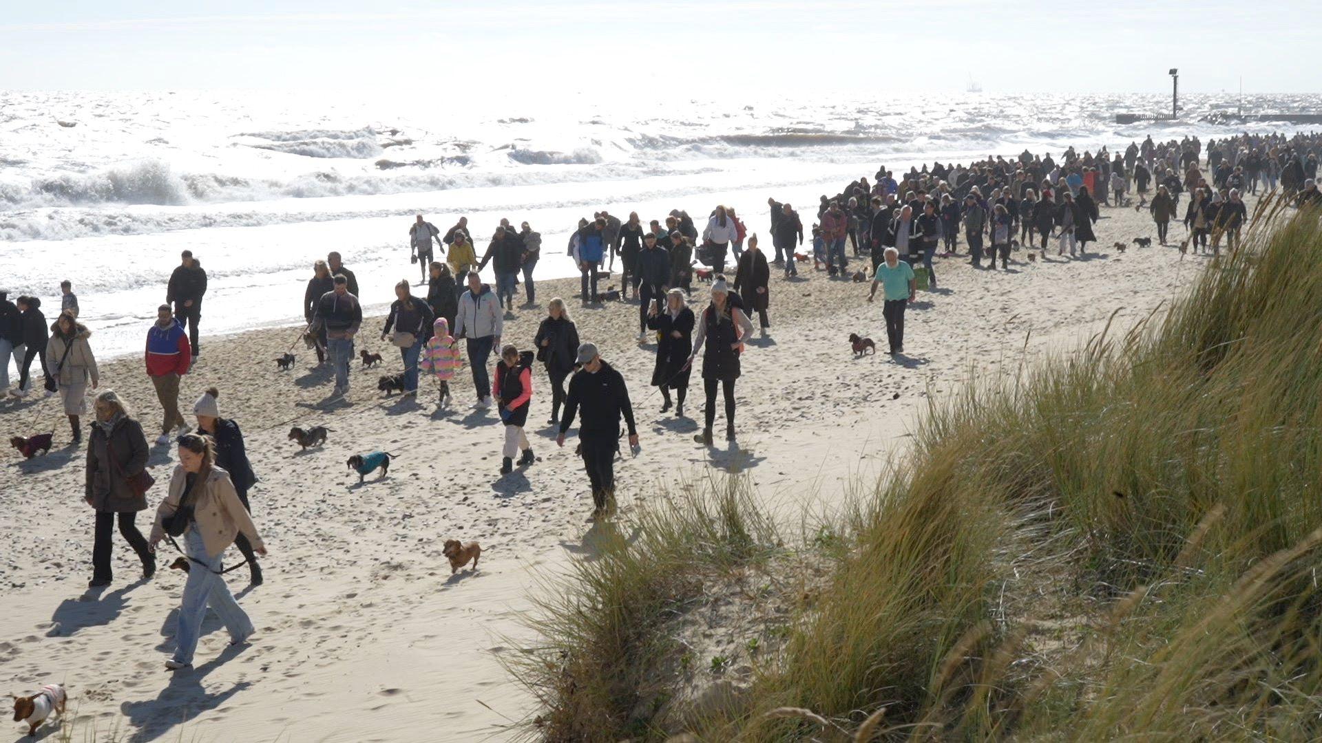 Lots of people walking on a beach with sausage dogs.