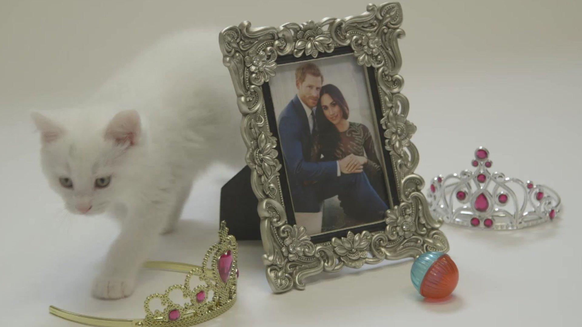 A kitten walks behind a picture of Meghan and Harry with tiaras.