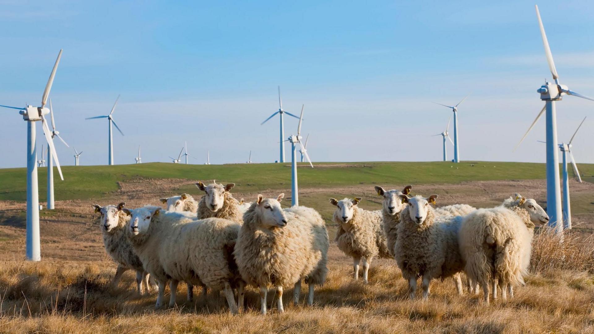 Sheep on a hill with wind turbines in the background