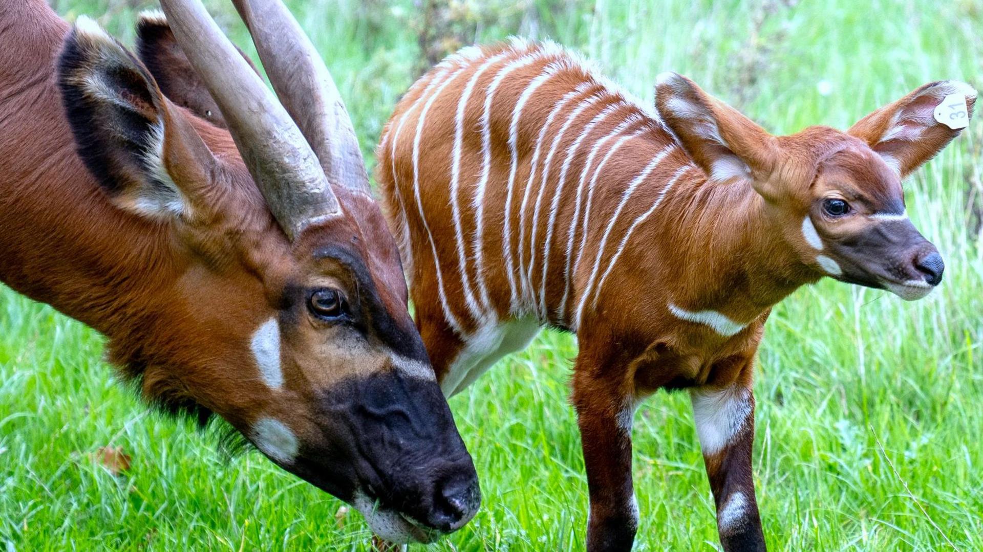 The new calf stands on grass next to its mother. It has the number 31 on an ear tag. It is chestnut brown with thin white stripes over its back and patches of white dotted around elsewhere. Its mother's head can be seen, with large reclining horns and a dark nose.