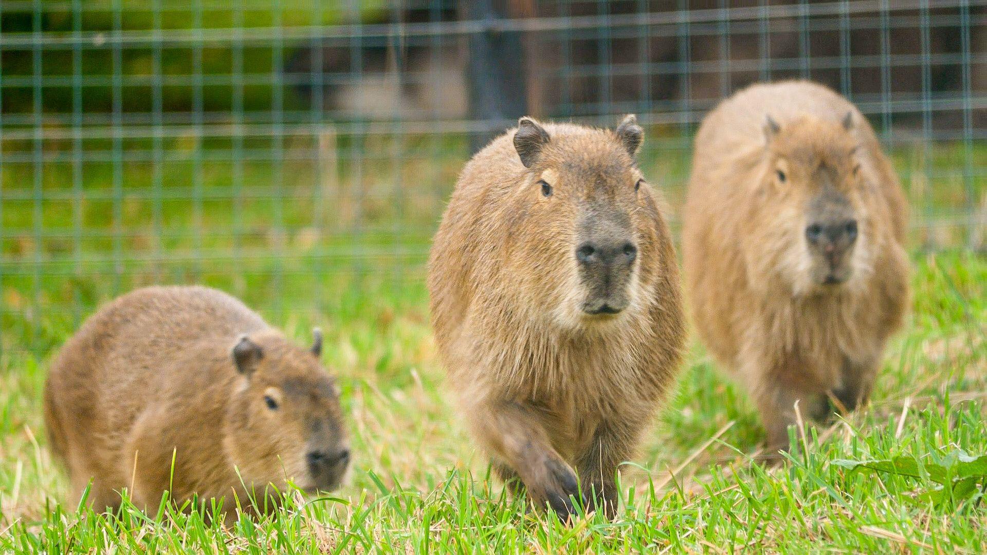 Three capybaras. They are large, brown rodents. They are pictured in a grassy area at a zoo enclosure. 