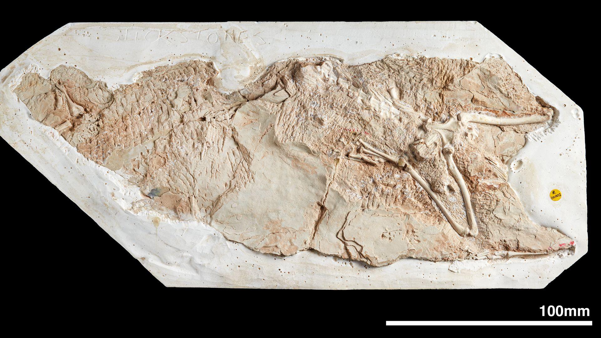 a picture of the fossil