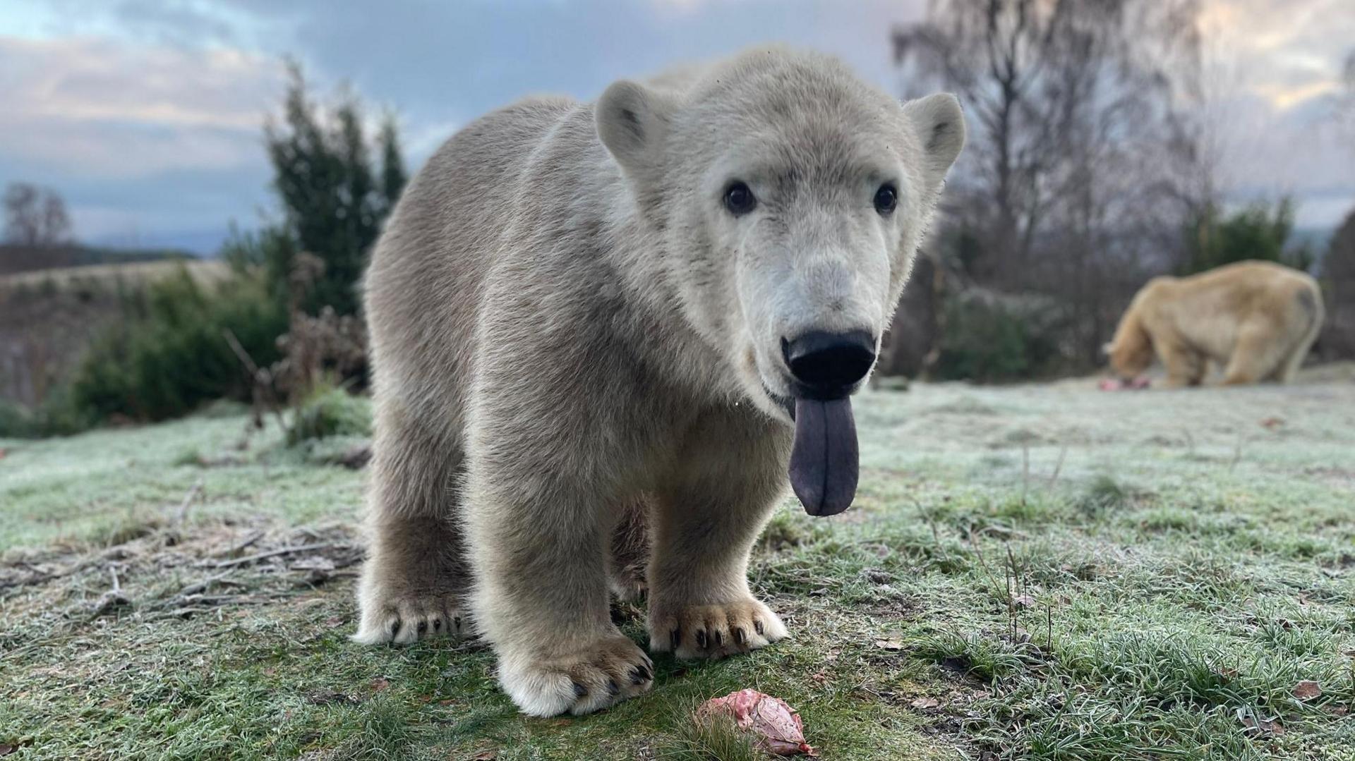 Brodie is still quite young and small. He is standing in a large grassy enclosure. He has white fur, a black nose and has his pinky-blue tongue hanging out of his mouth.