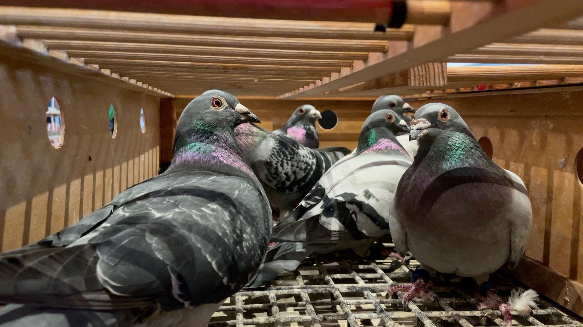 Six pigeons contained inside of a box with holes.