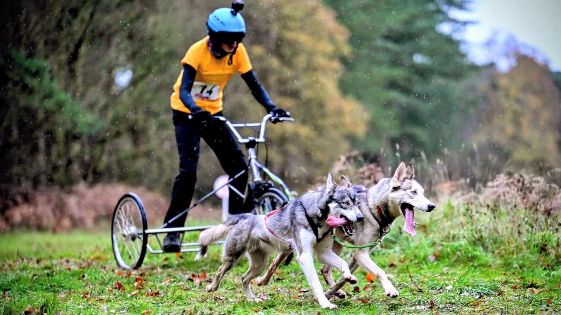 Llun person mewn crys-t melyn, trowsus du a helmet las ar feic tair olwyn. Mae'r beic yn cael ei dynnu gan ddau husky ar hyd llwybr gwair mewn coedwig.