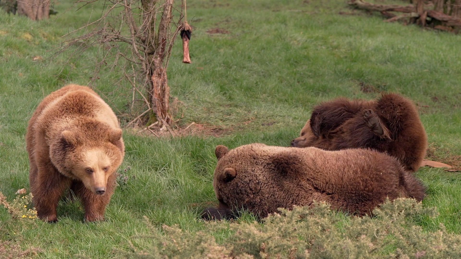 Two fluffy brown bears laying on the grass, whilst another walks next to them.
