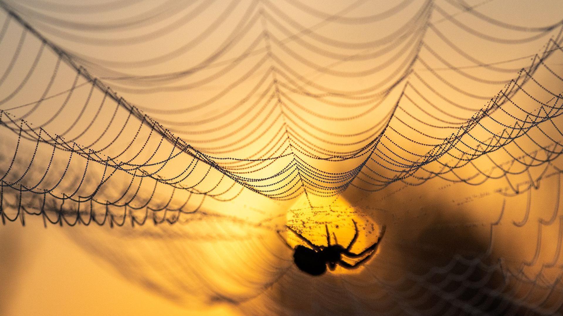 a spider sits on a web bathed in golden light