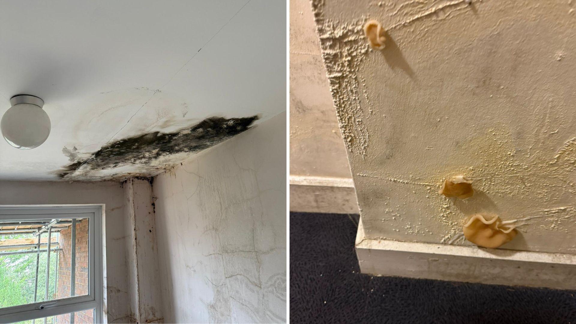 Two images. The left is thick mould growing on the ceiling of a property and the right image shows  three yellow funghi growing from a wall