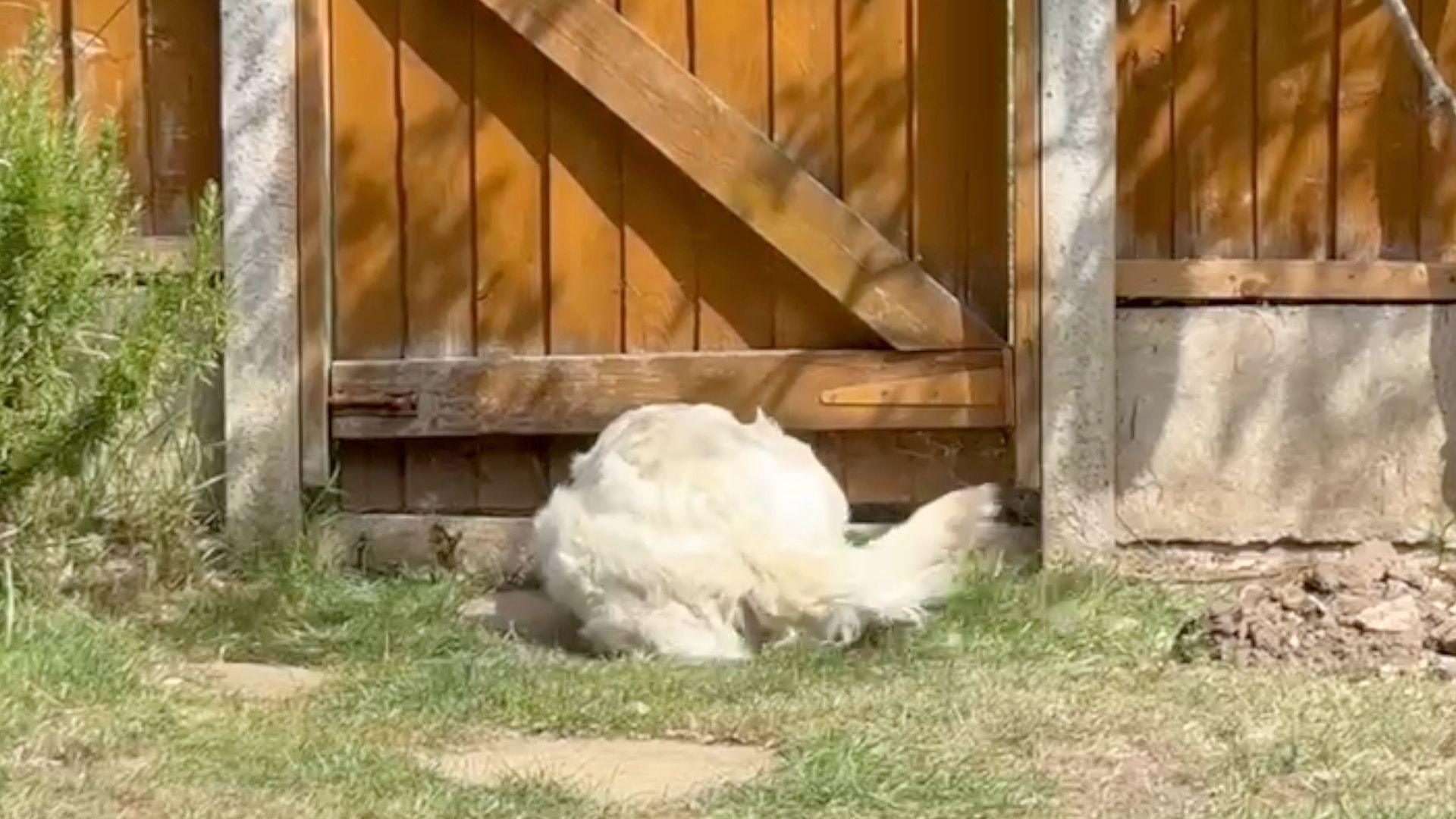A reverse angle showing Indy from behind as she pokes her head out of the hole in the gate