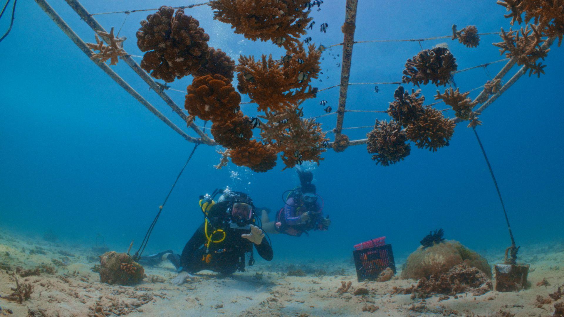 Steve Backshall and Sakinah from the Coral Catch team swimming underwater near an artificial reef.