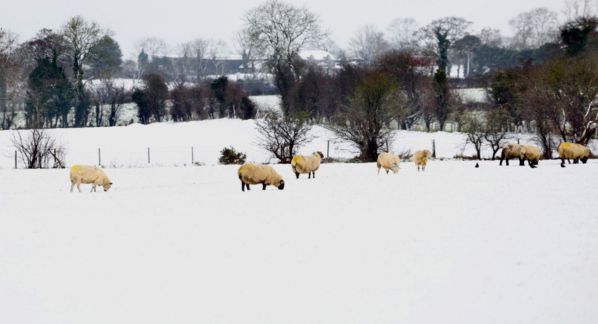 Sheep in a snowy field