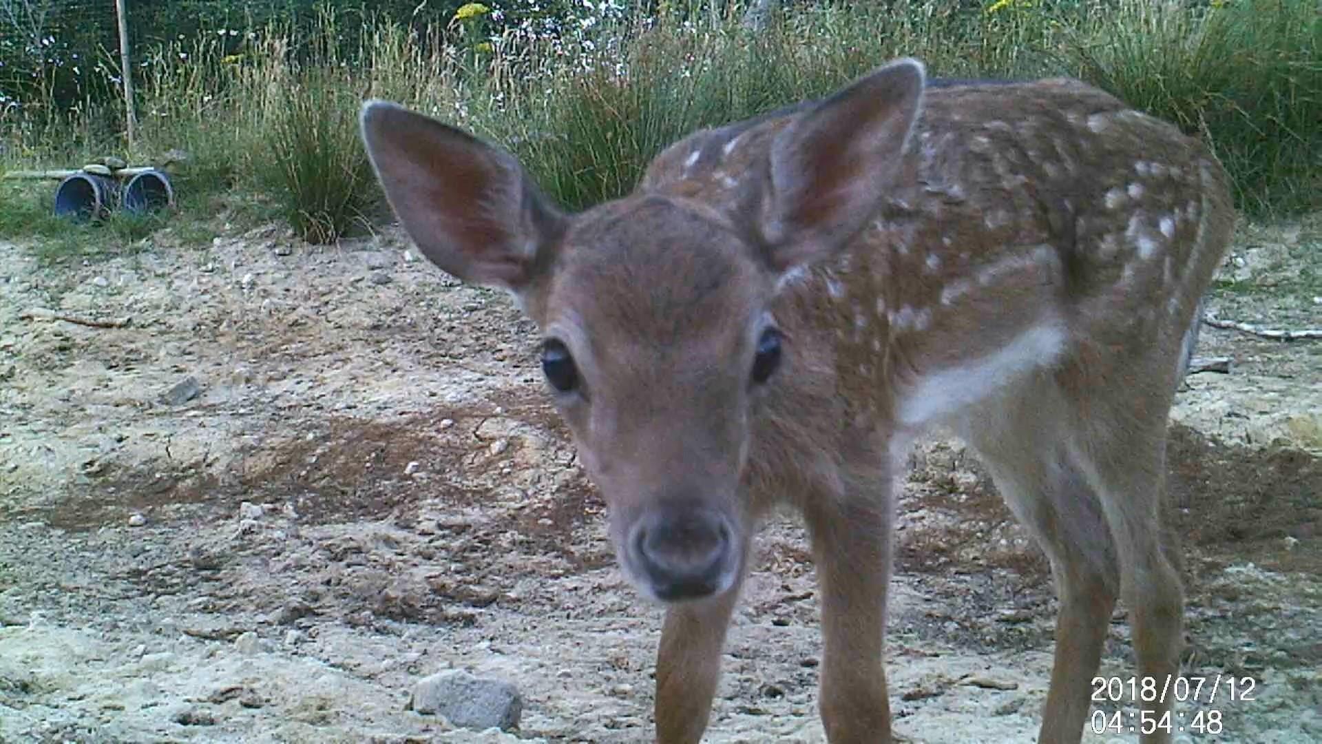 Foraging deer caught on camera