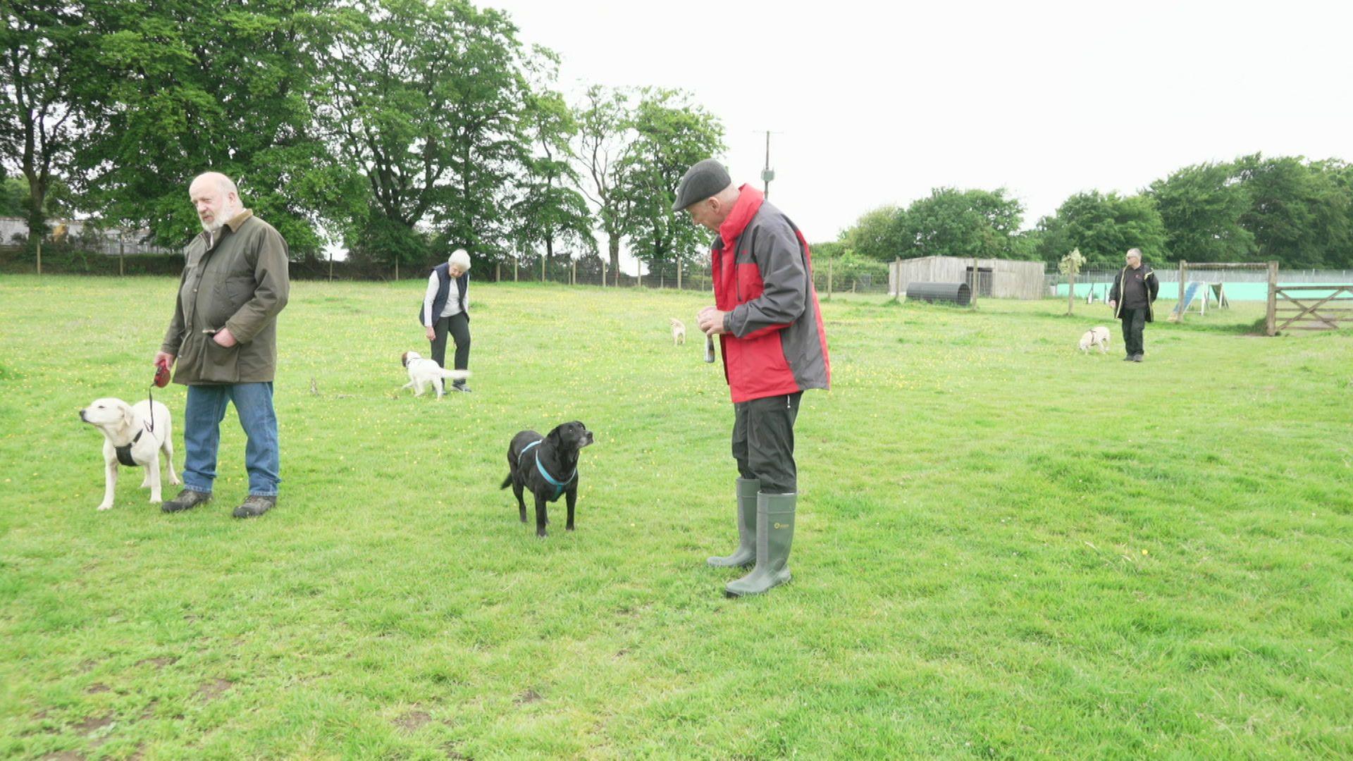 Four people walk their dogs around a field. The spaniel and two golden Labradors are further away. A black lab stares lovingly at her owner as he holds a bag of treats.