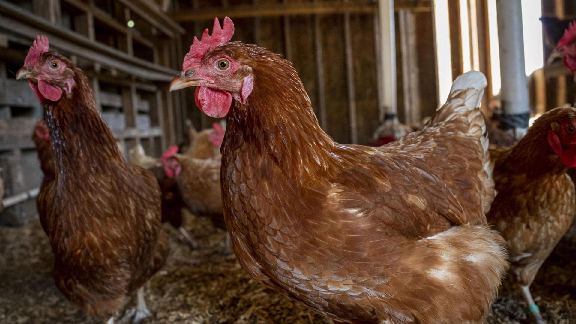 A close-up of chickens in a barn. They have brown and white feathers and red combs and wattles