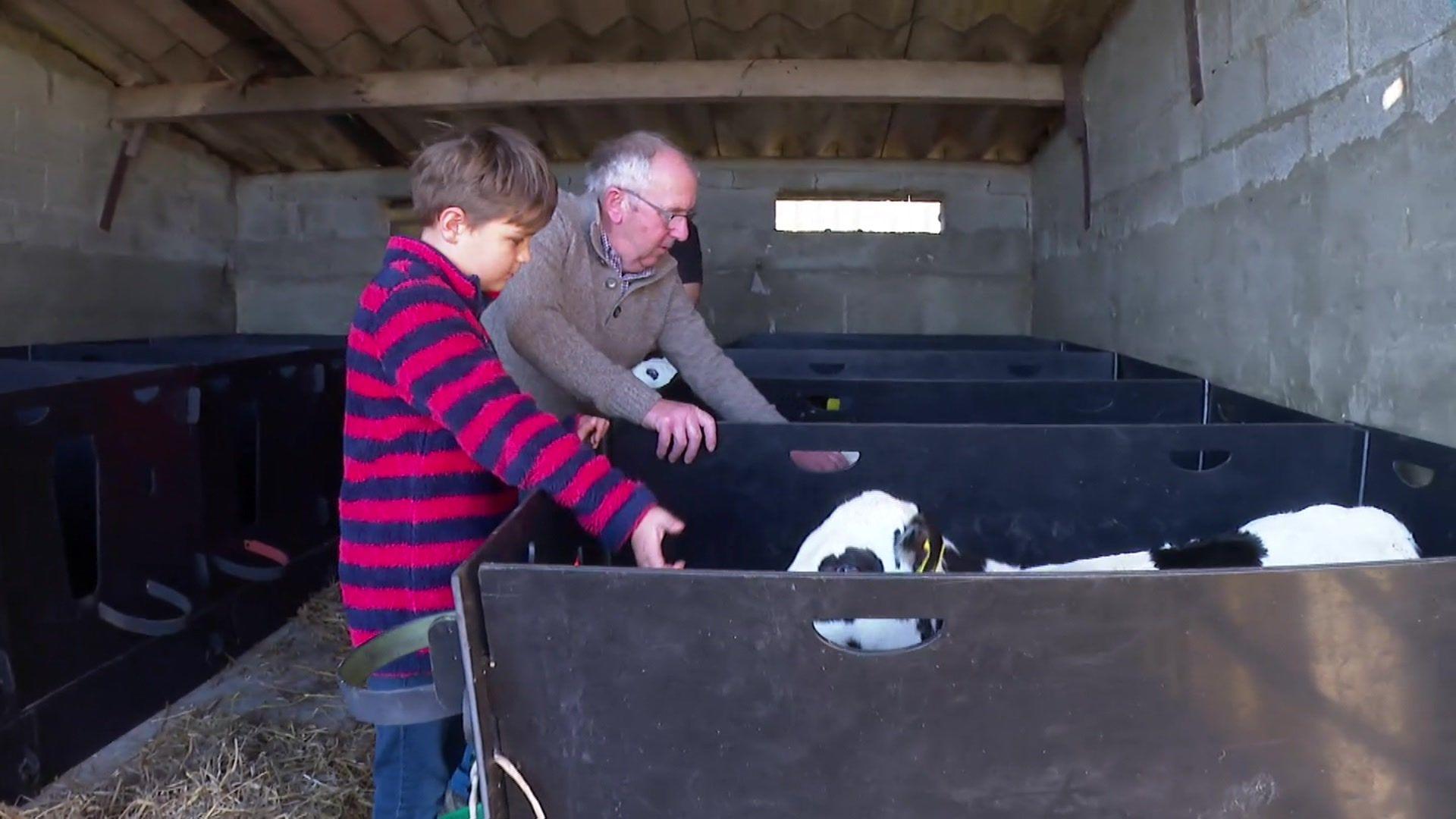 Pictured here is 9-year old Jack with his grandson, Tony, tending to the cows on their farm.