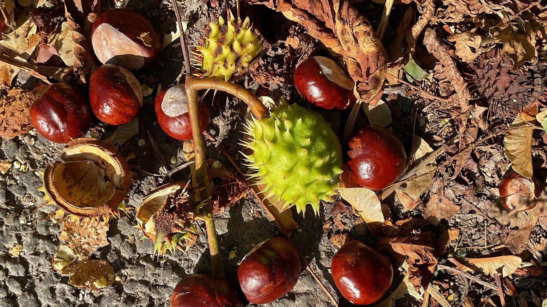 Shiny chestnuts and their husks carpeting the floor in Keston in London