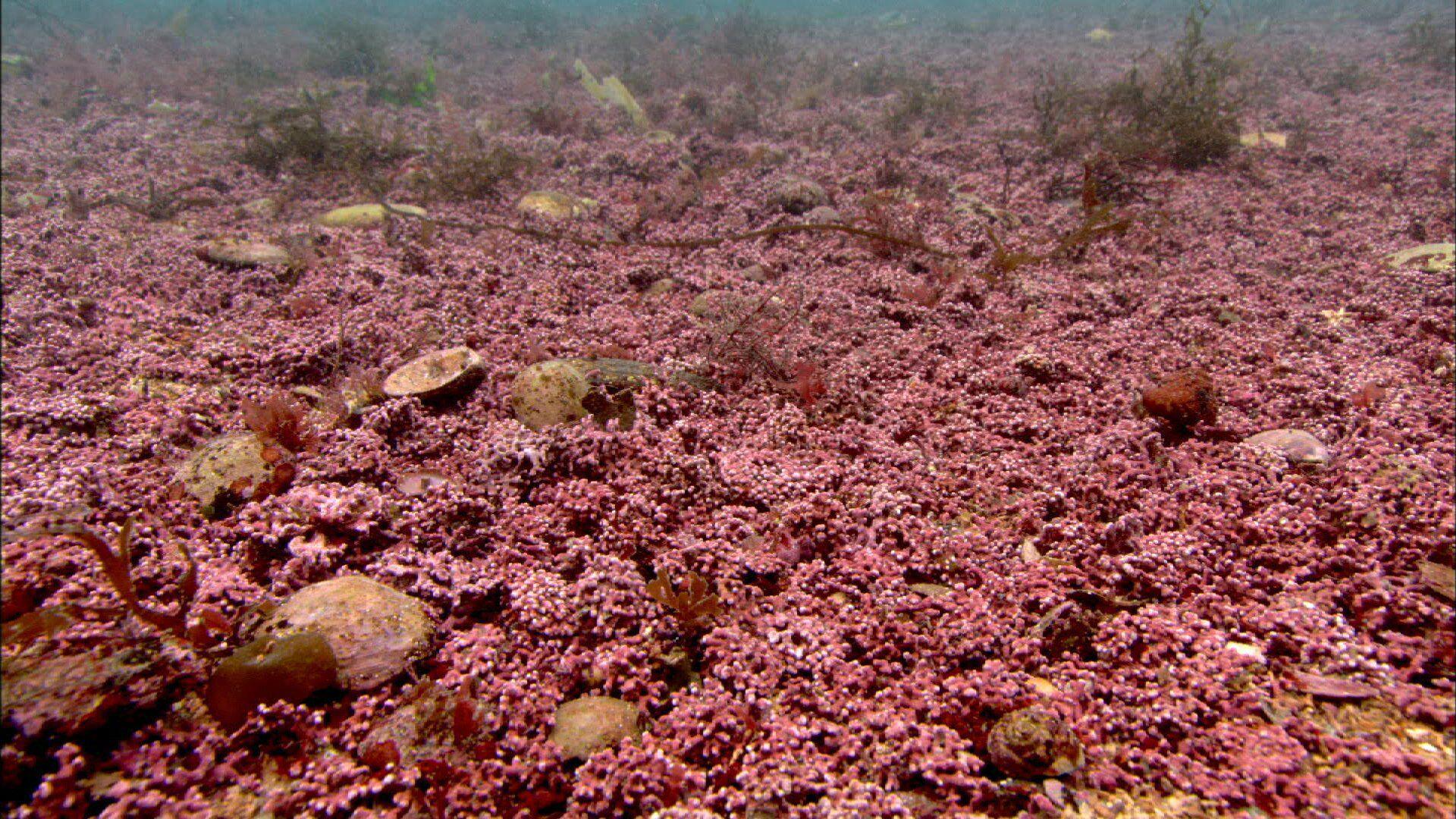 The maerl bed is a bobbly pink surface with bits of brown seaweed growing through it.