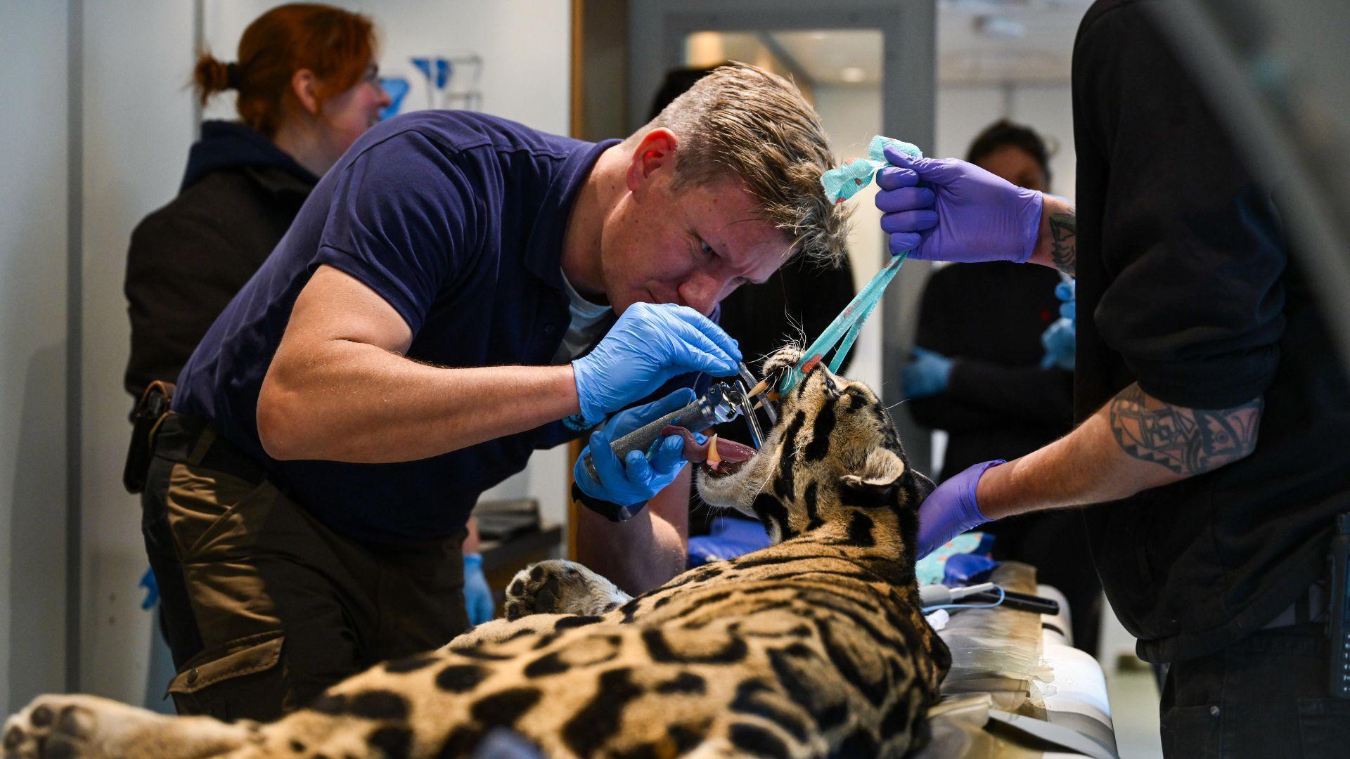 A small leopard on its side on a stretcher, One person is holding open its mouth while another person looks inside with instruments, wearing blue latex gloves.