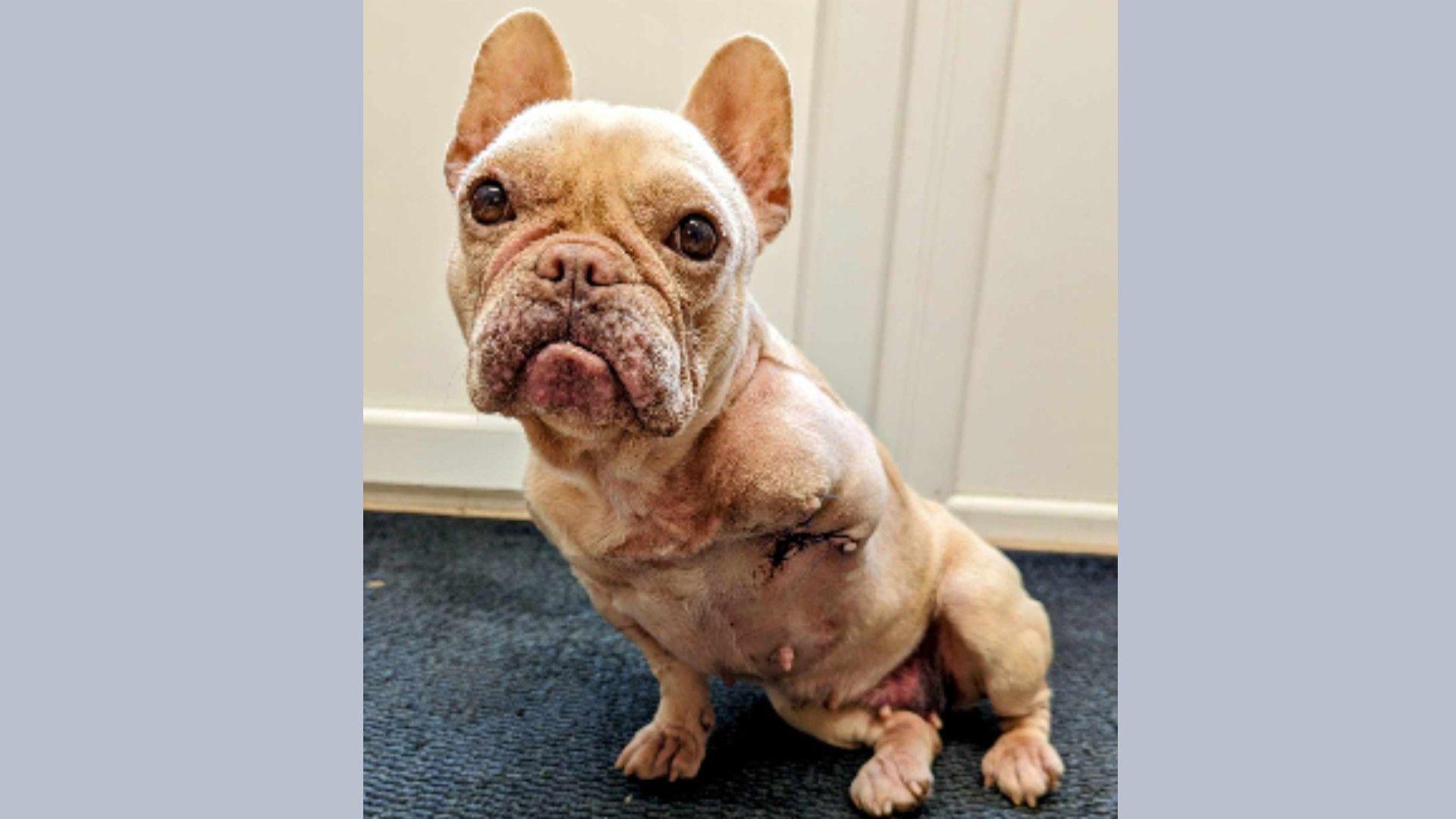 A beige french bulldog puppy called Pepsi looks at the camera. She is recovering from injuries and has had her front left leg amputated.