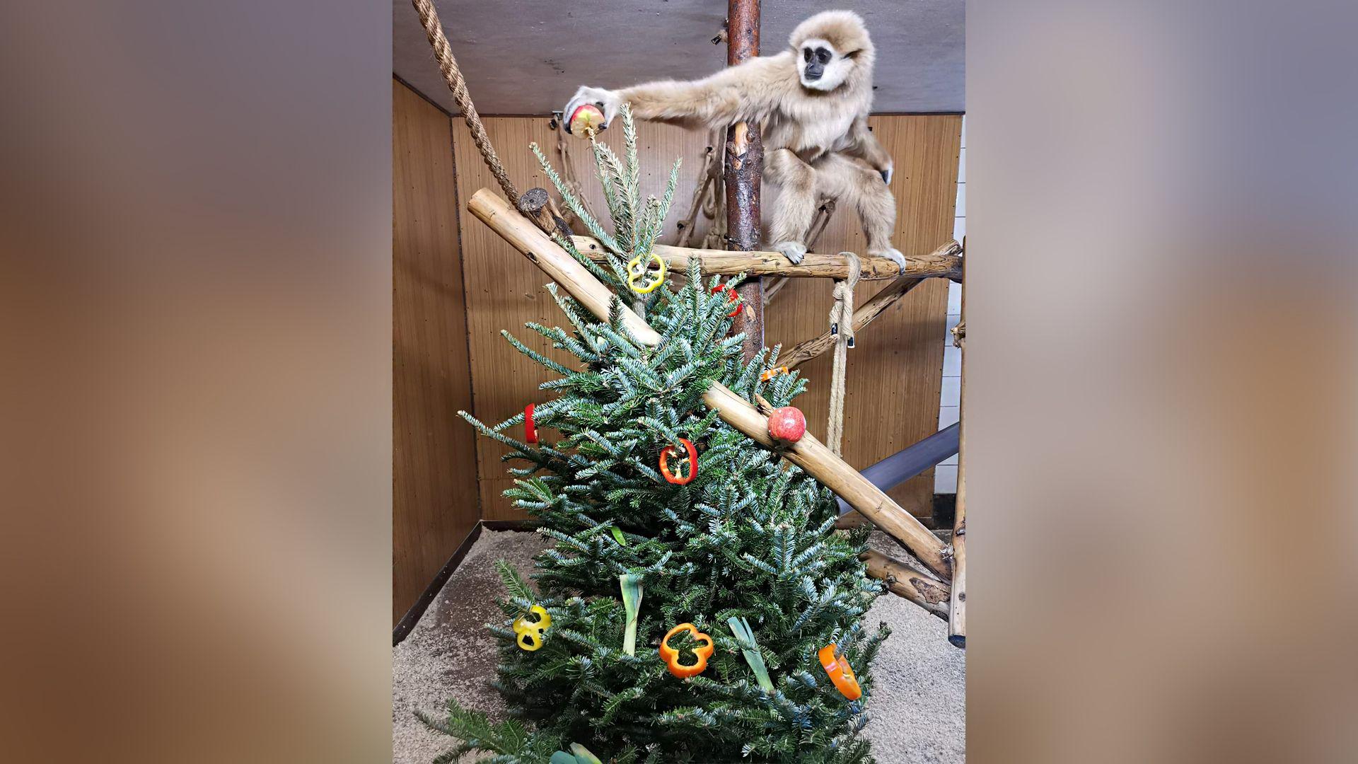 A light brown gibbon called Franco stands on the frame of a wooden climbing frame next to a 2m (6ft) high Christmas tree in his enclosure. The tree is decorated with sliced red, orange and yellow peppers and some red apples that look a bit  like bauble decorations.