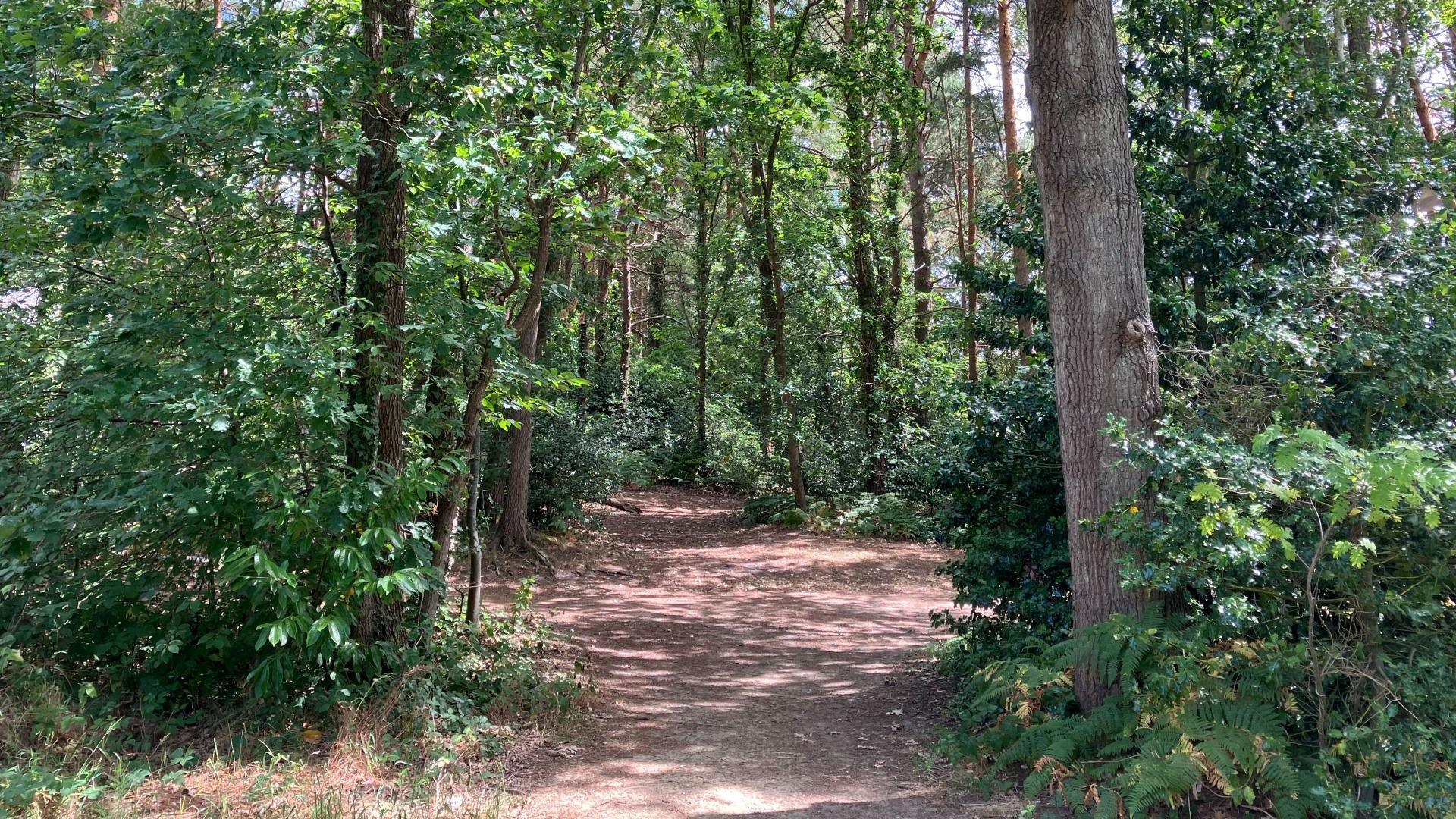 A woodland with a mud path running through it.
