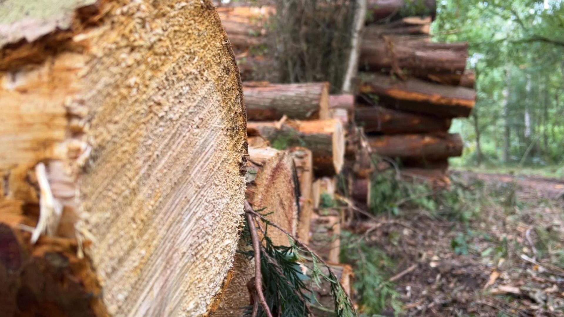 Some of the felled trees in Martinshaw Wood