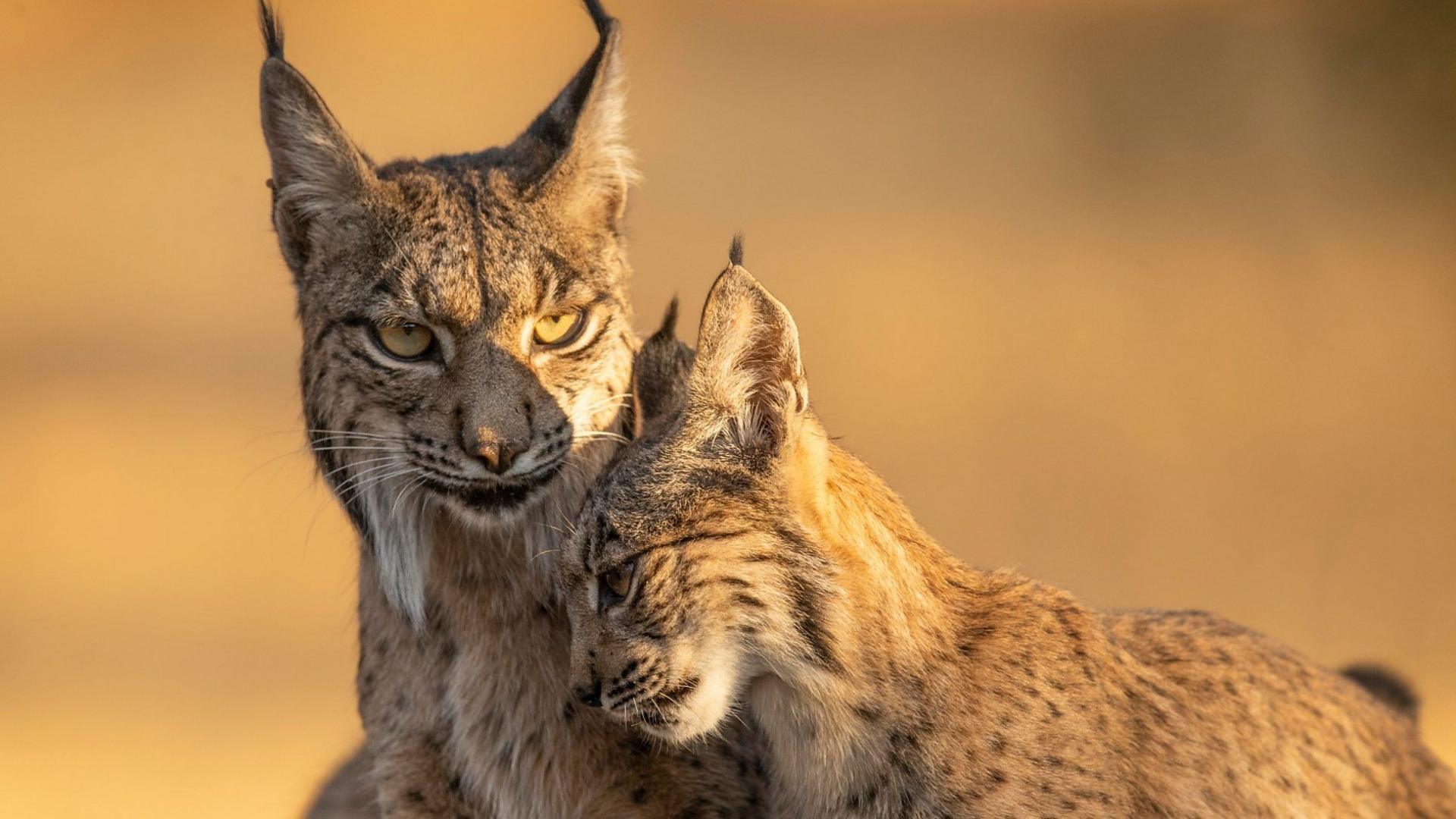 An endangered Iberian Lynx mother and her young kitten, central Spain