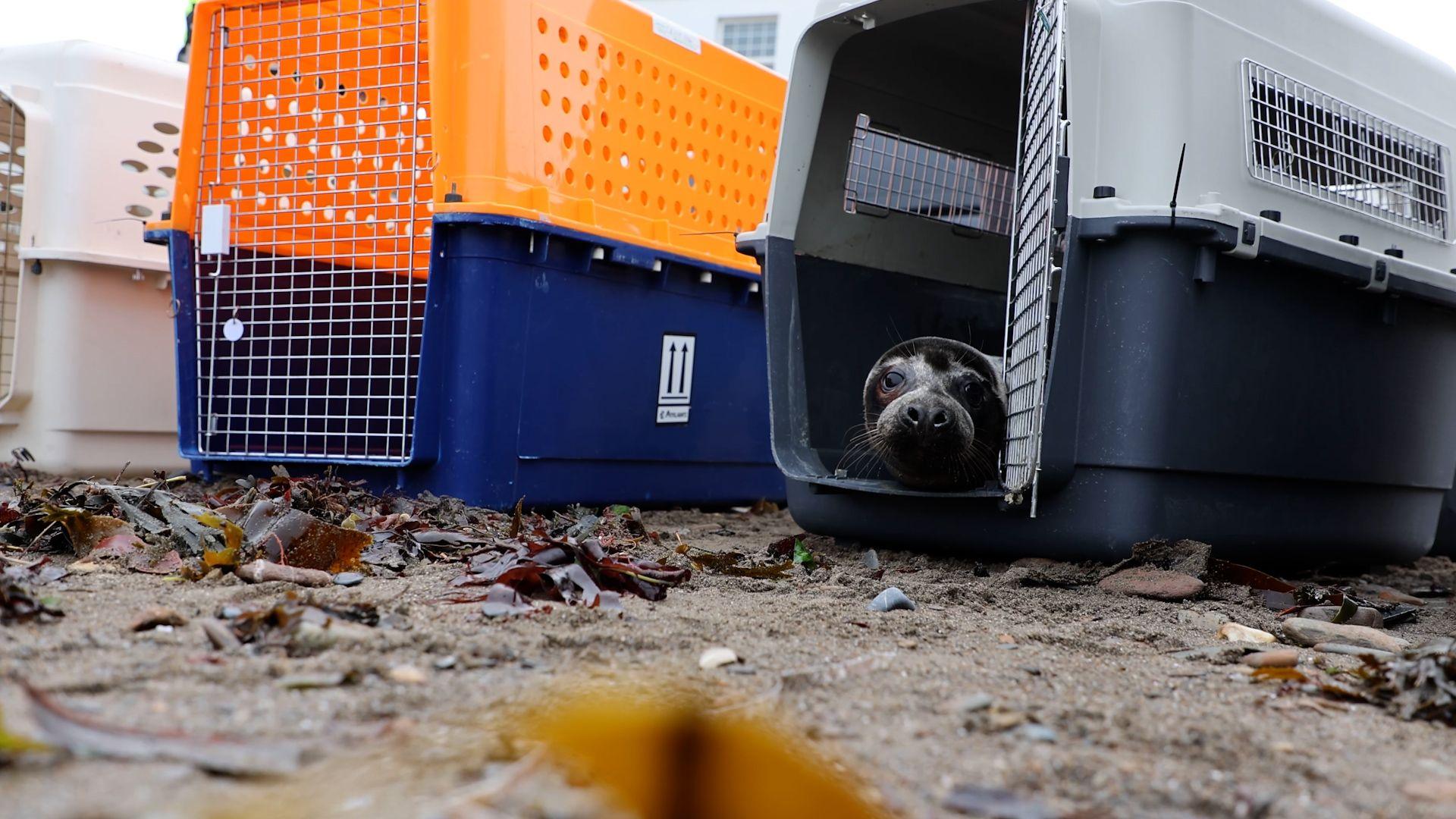 A small, grey seal gets ready to leave a cage on a Devon beach covered in leaves and pebbles. The seal is looking out of a cube-like animal carrier with a mesh front door, which has been opened to let it leave