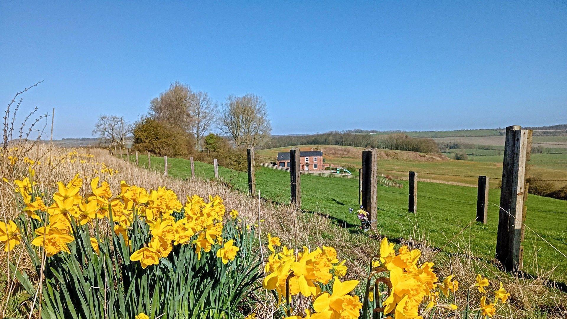 Rural scene. Fields, a few trees, a house and fencing. Daffodils in the foreground. Blue skies.