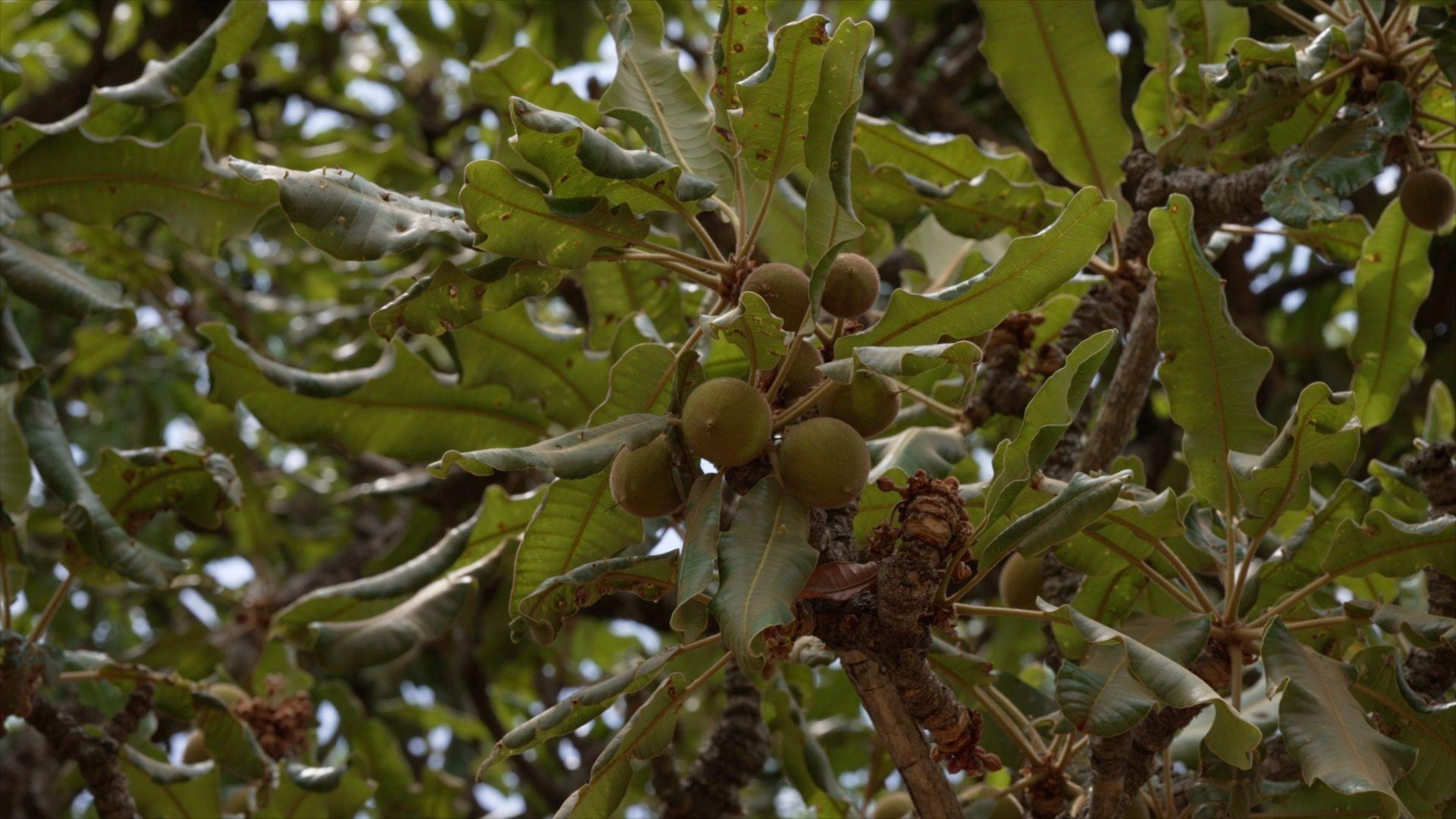 Round green fruit on a shea nut tree with green leaves