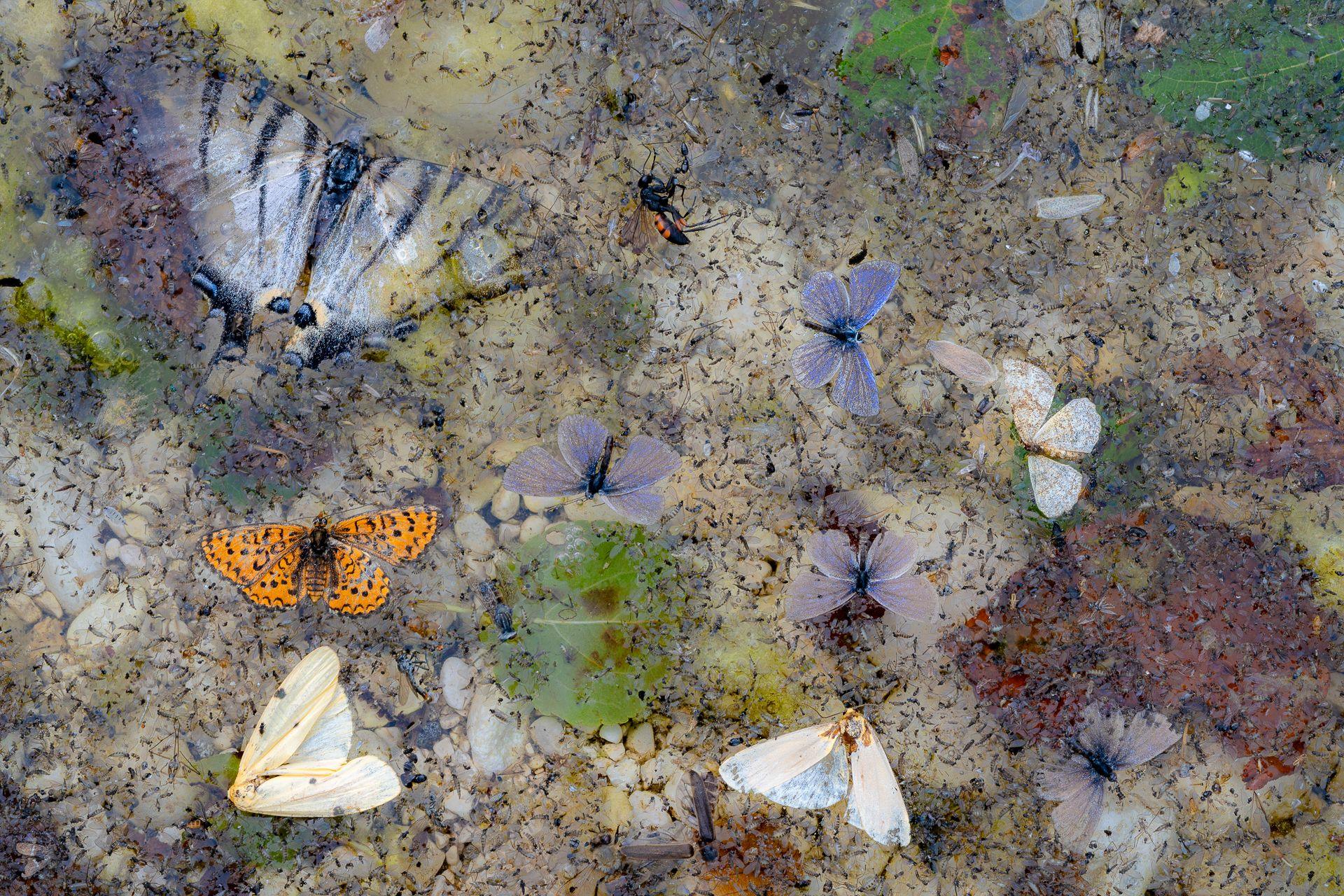 A cluster of lifeless butterflies and moths float on the surface of a still stream. Their delicate wings form a surreal, tragic mosaic against the water’s dark depths.
 
