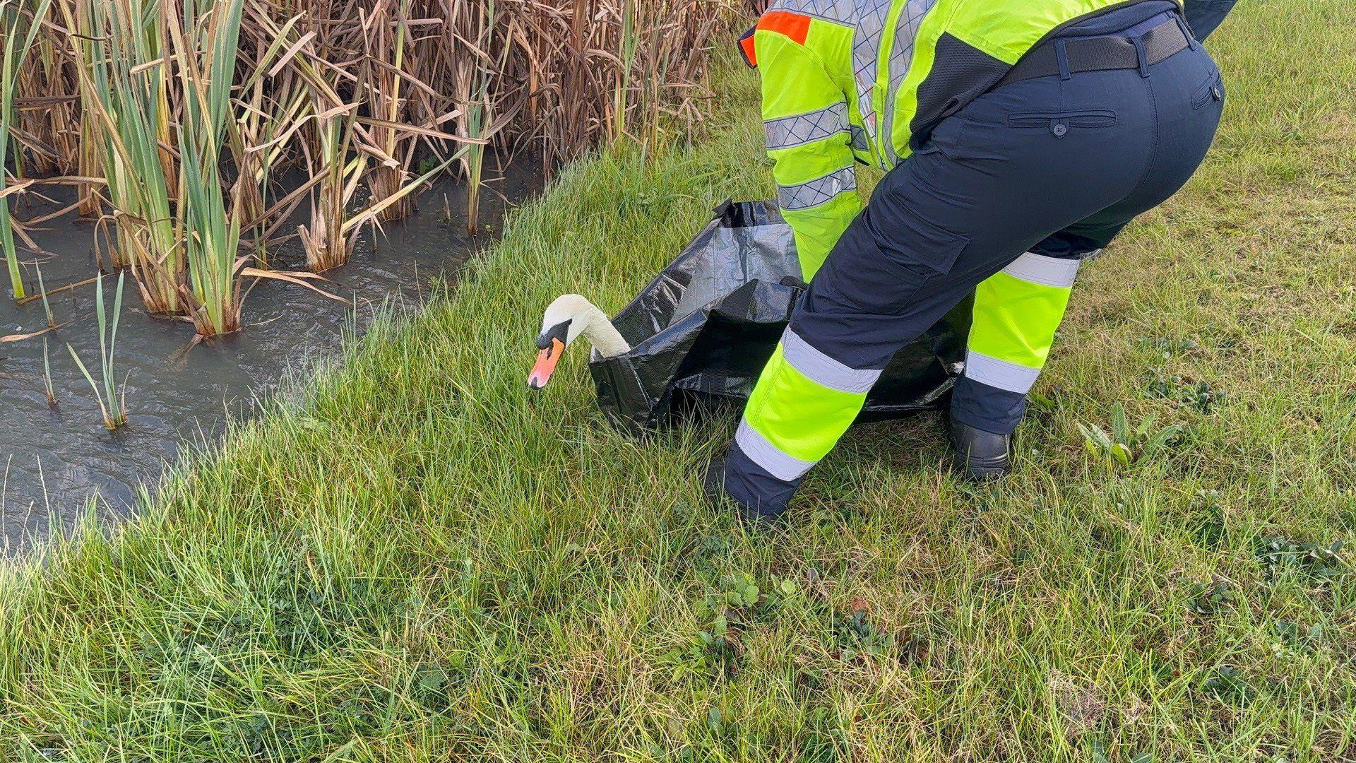 A swan is released next to a body of water and is being helped out of a so-called swan bag which highways officers used to capture it and move it to safety.