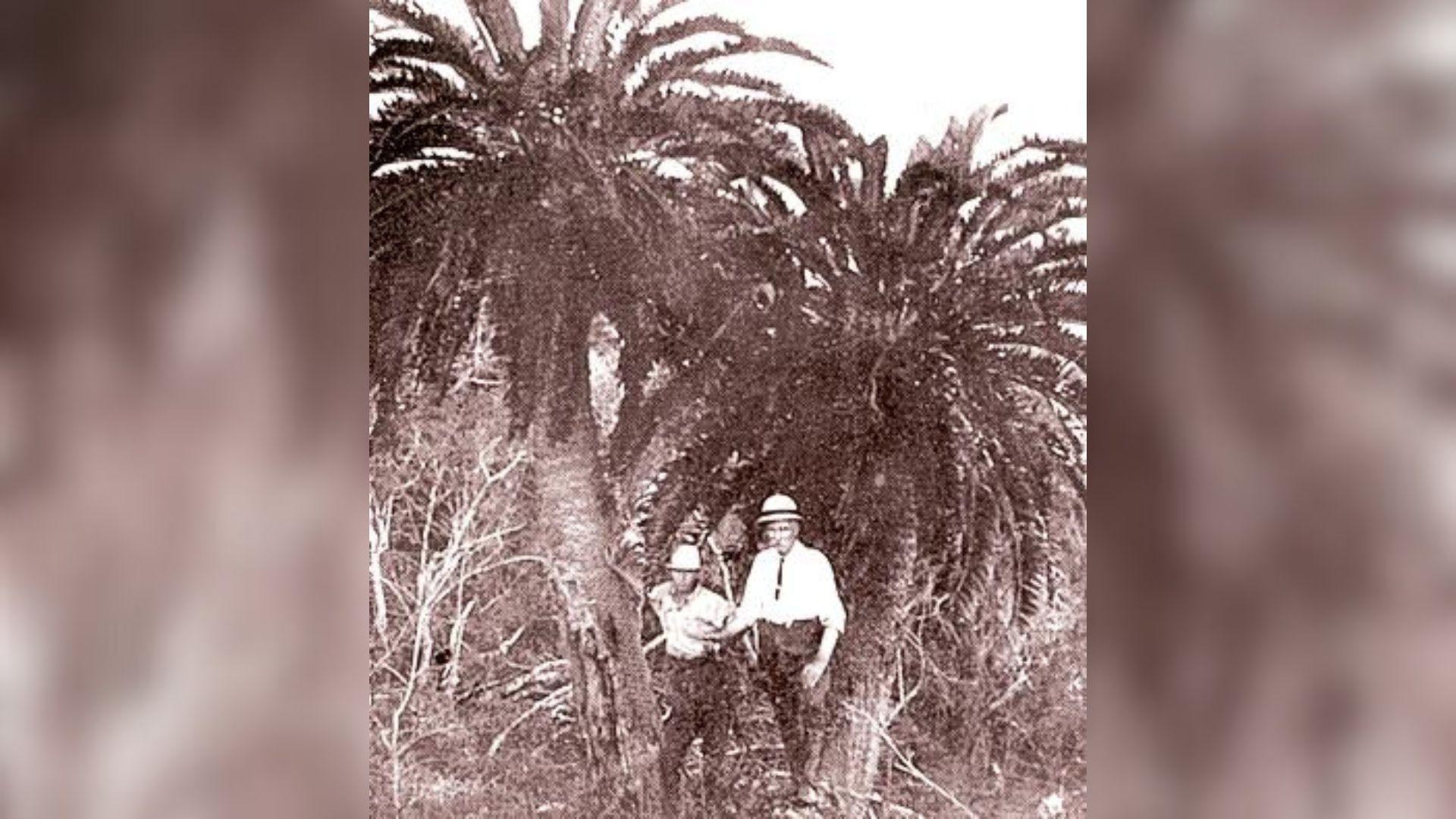 An old picture of two men stood in front of a large tree