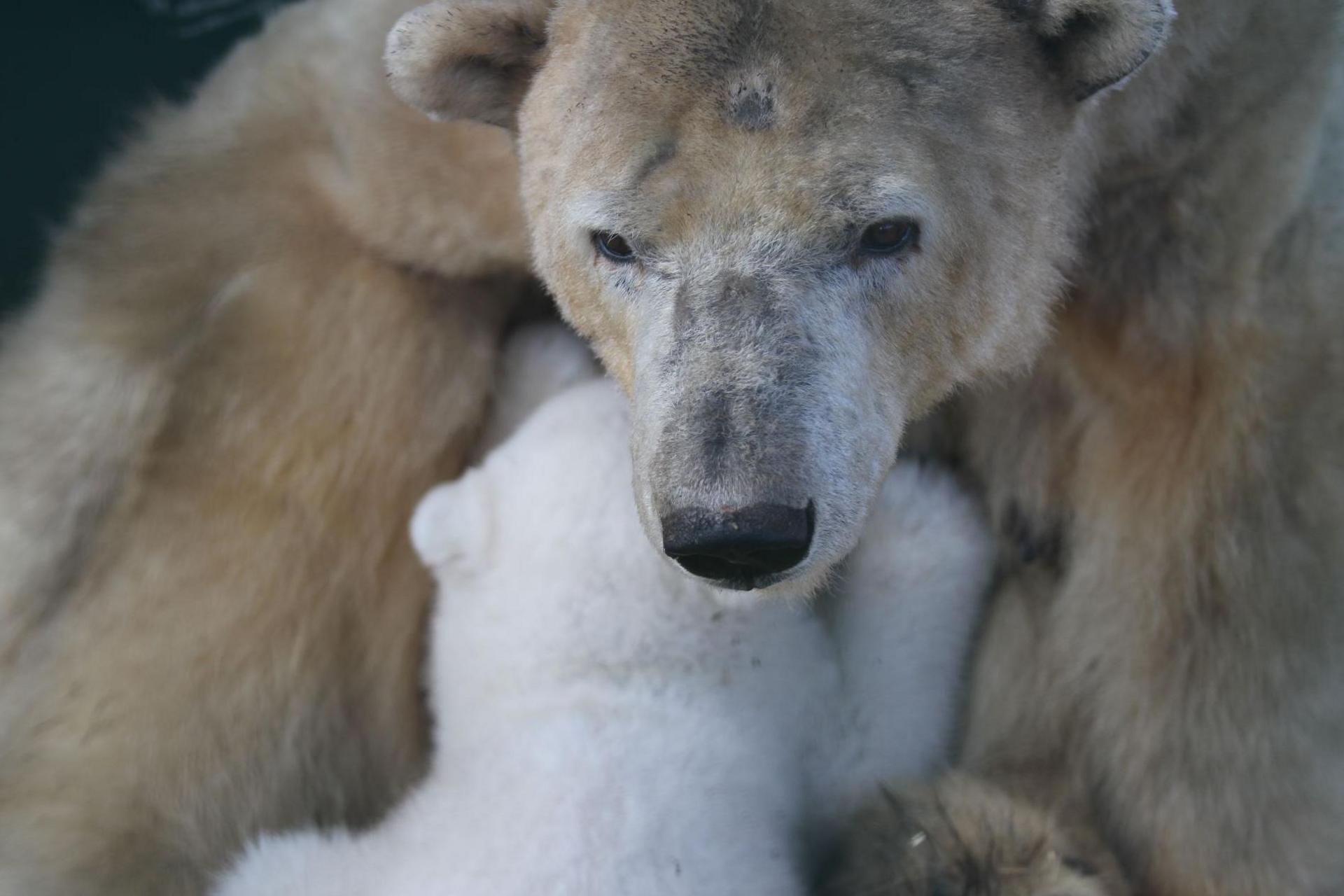 Brodie suckles on Victoria. The cub is cradled close to his mother.