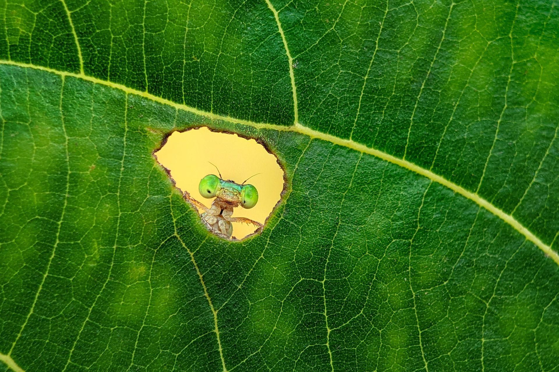 A damselfly gazes through a hole in a vibrant green leaf