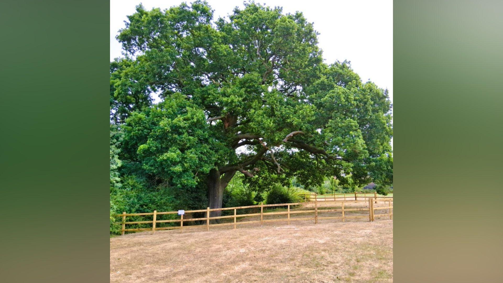 A large oak tree surrounded by a wooden fence. The grass in the foreground in brown.