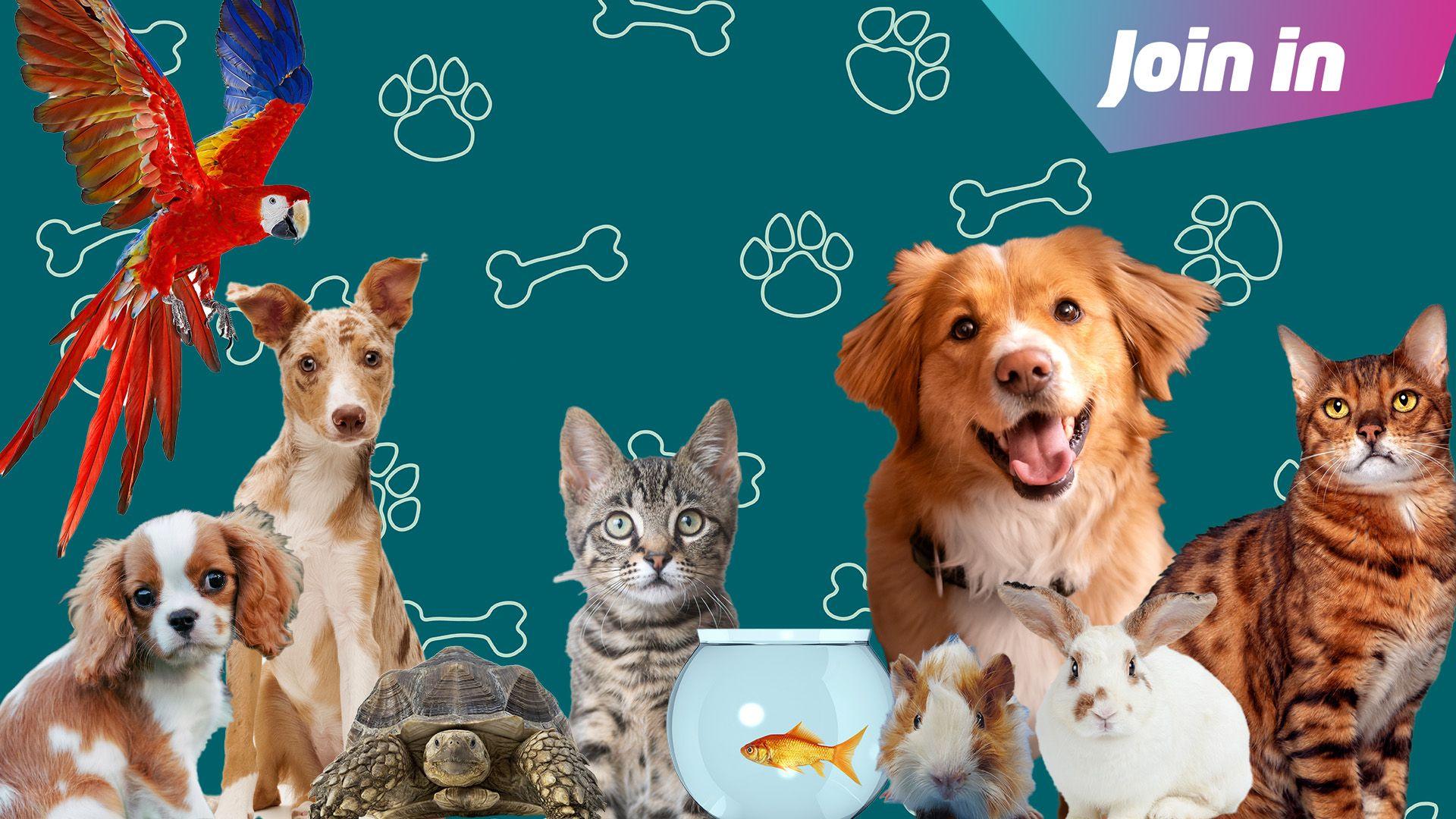 A selection of pets on a paw print and bone background 