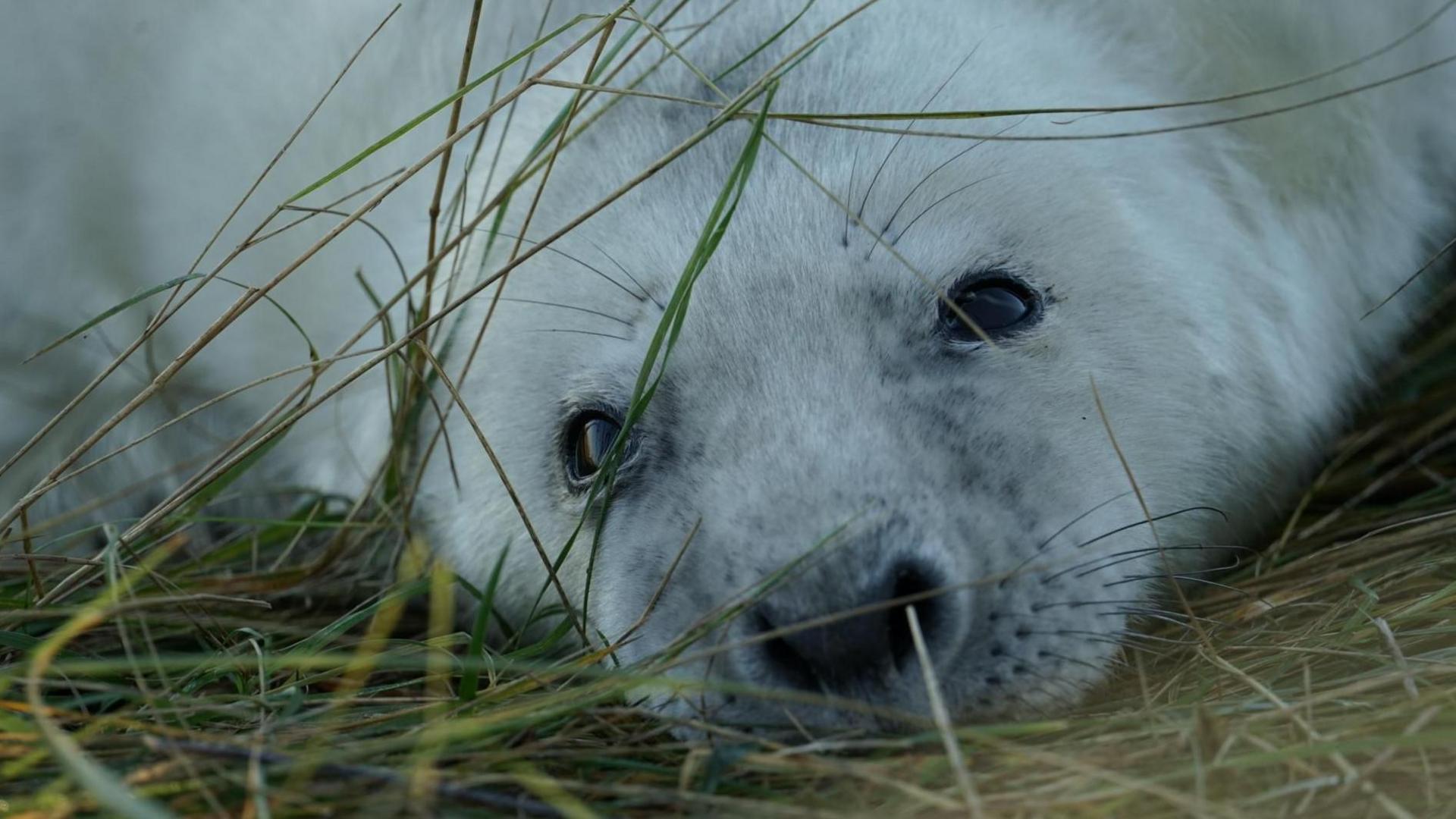 A seal pup with white fur, pictured in the sandy grasses at Donna Nook nature reserve.