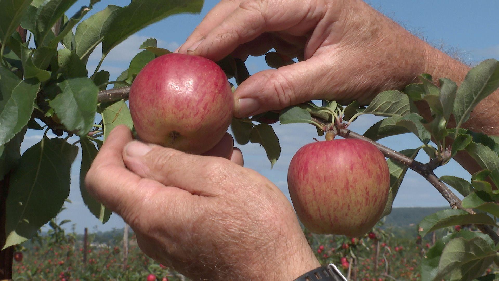 An apple being picked at Four Elms Fruit Farm in Devon
