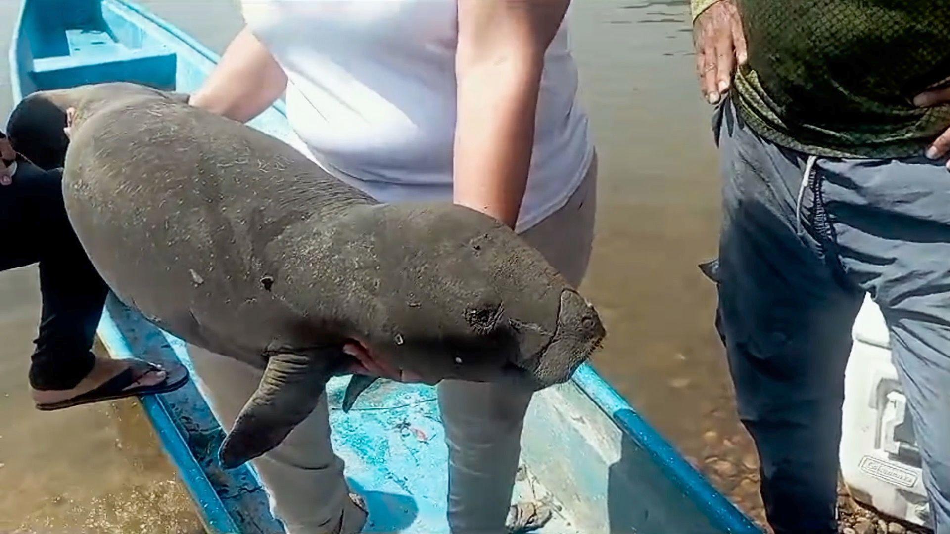 Dead, grey-coloured manatee about a metre long held by woman, Feb 2024