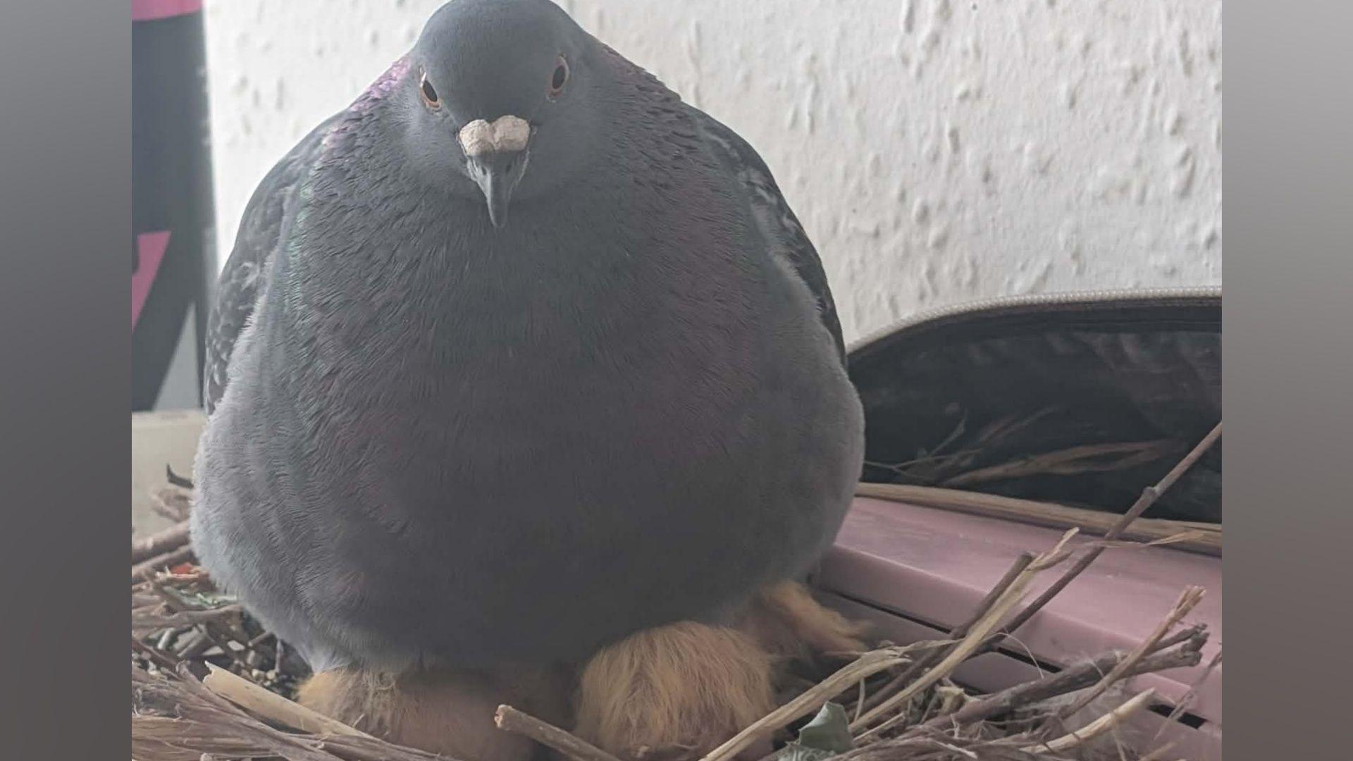 A pigeon, sitting on a nest, in a bathroom, next to a makeup bag. A white wall is behind them. You can see two chicks underneath the female pigeon. Twigs and straw are in the nest.