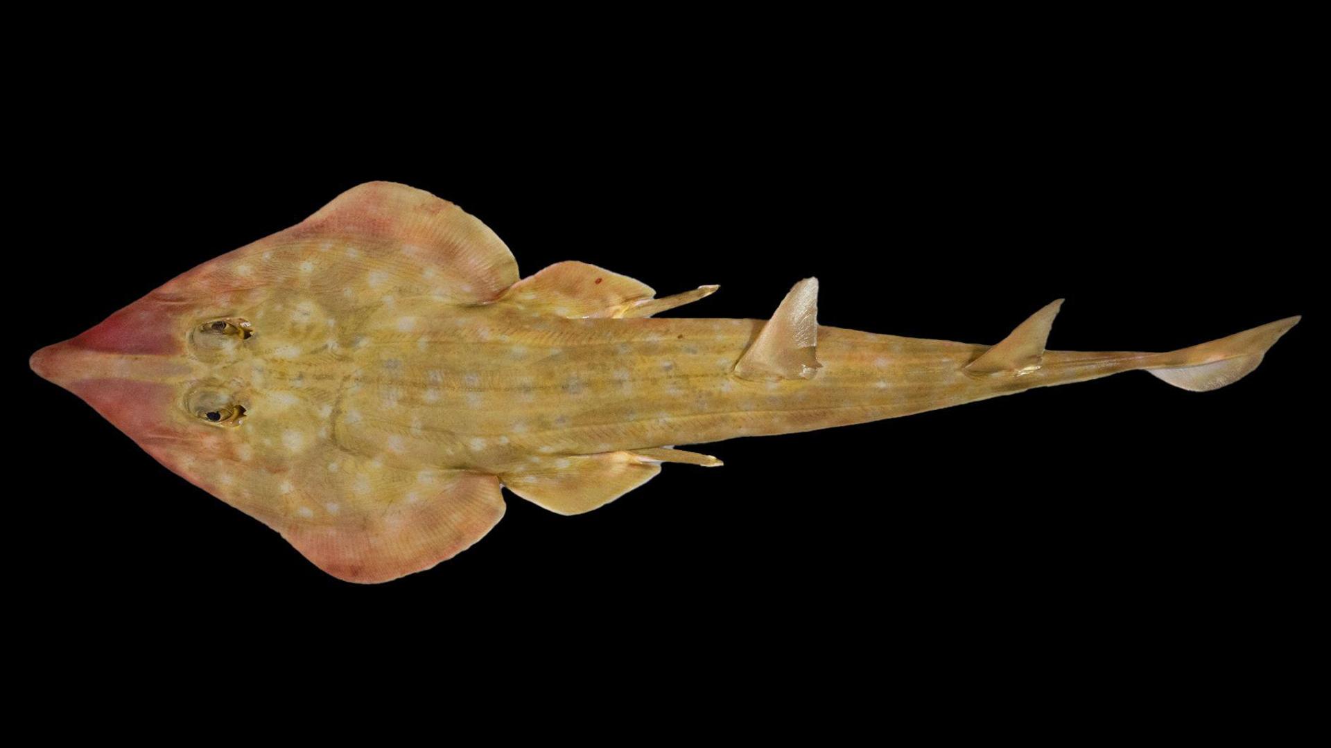 An image of a ray-like shark with fins sticking up