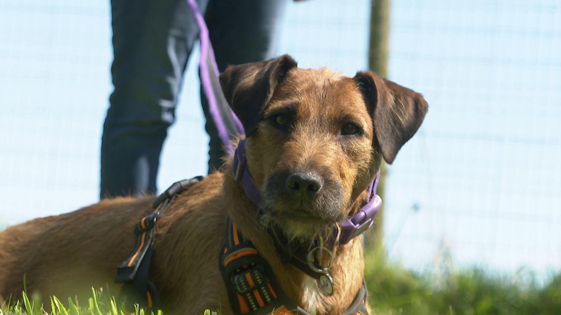 Bramble, a Patterdale cross dog, lying in the grass on her lead with her ears up